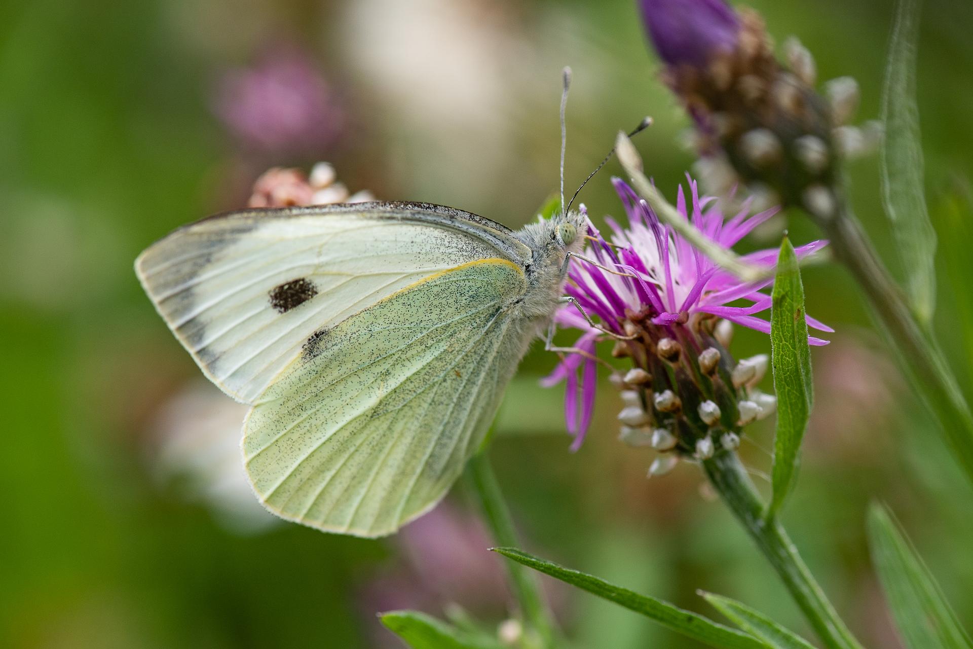 Vlinder op bloem