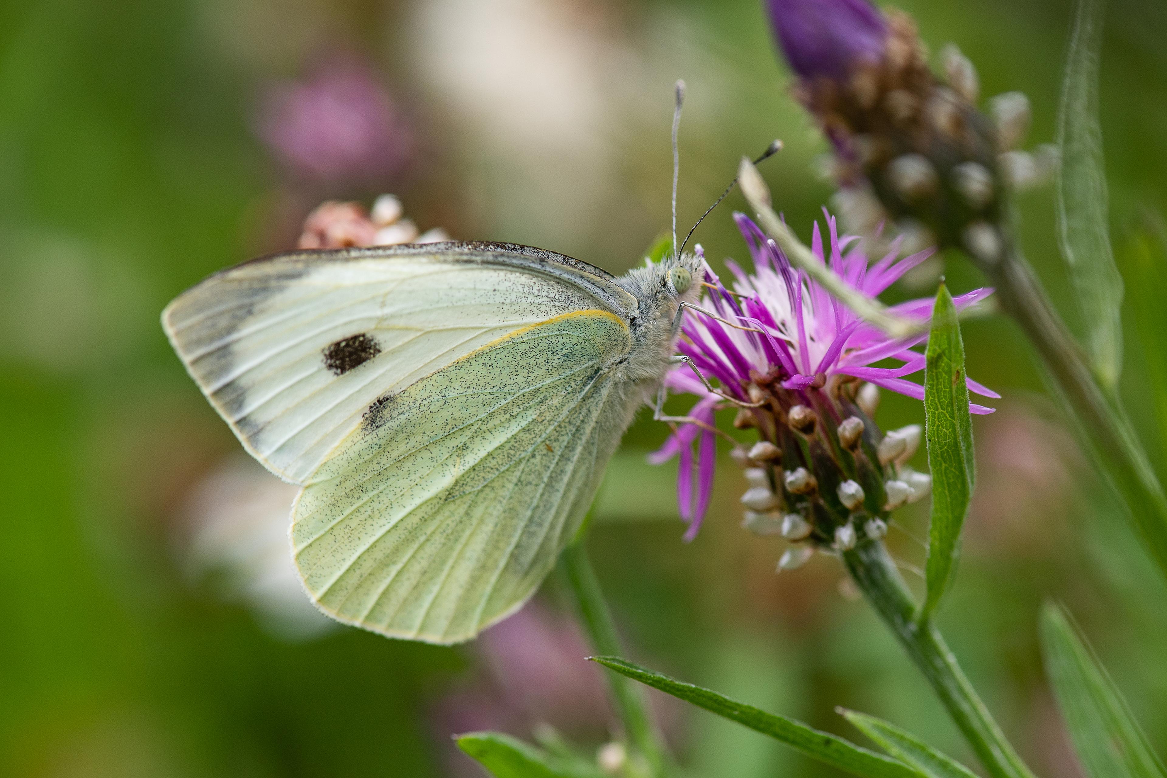 Vlinder op bloem
