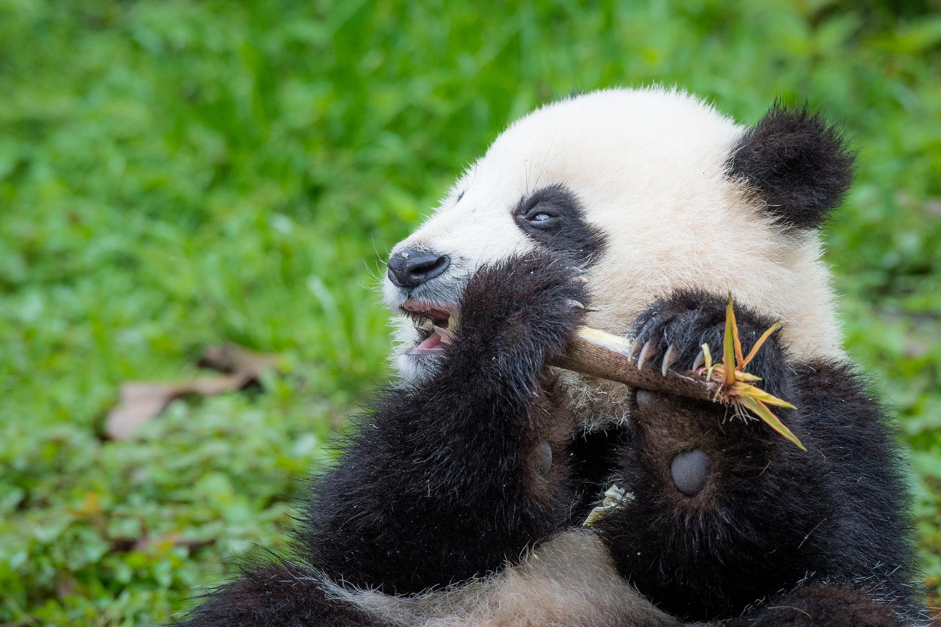 Panda eet een bamboestok