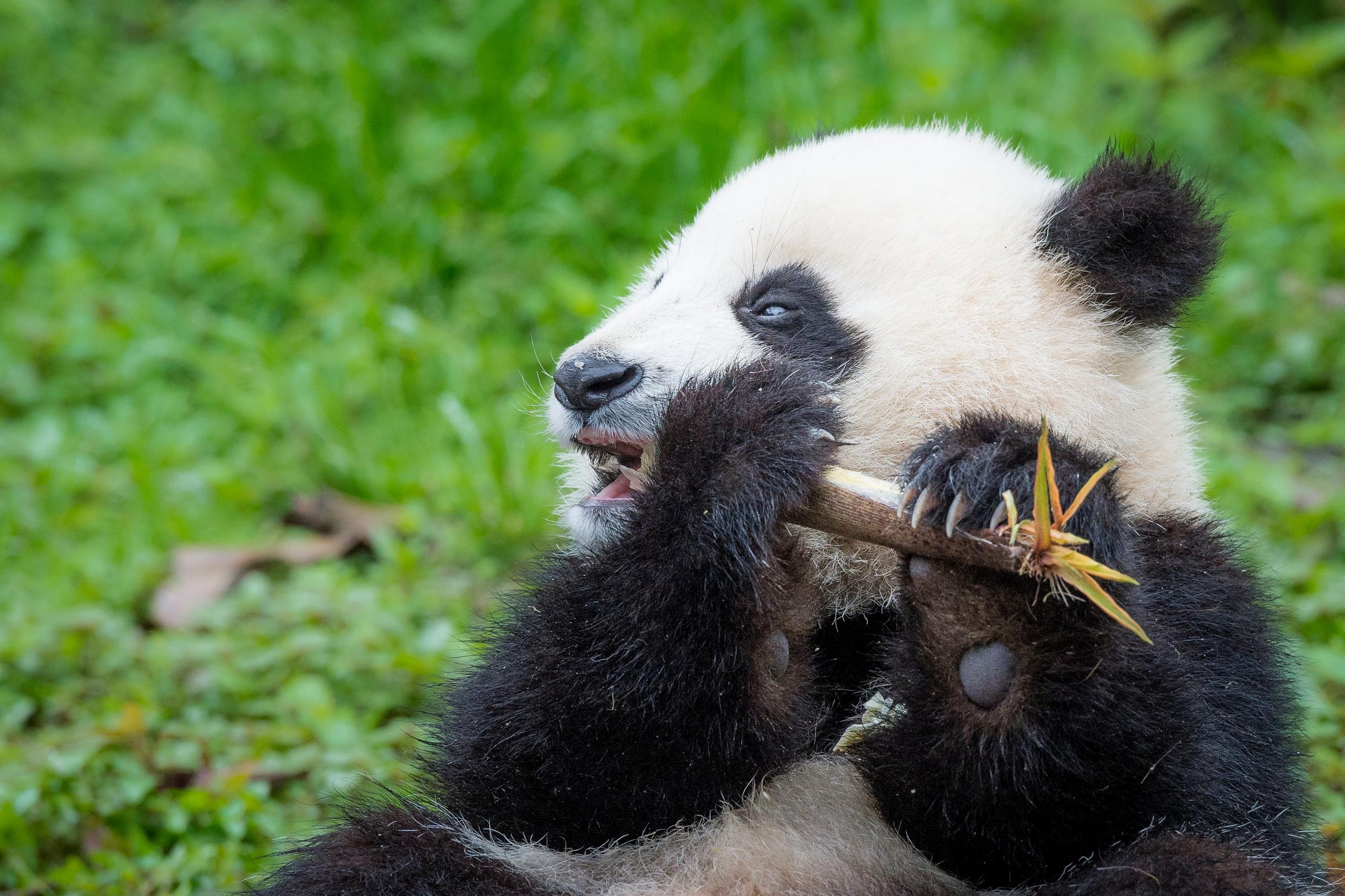 Panda eet een bamboestok