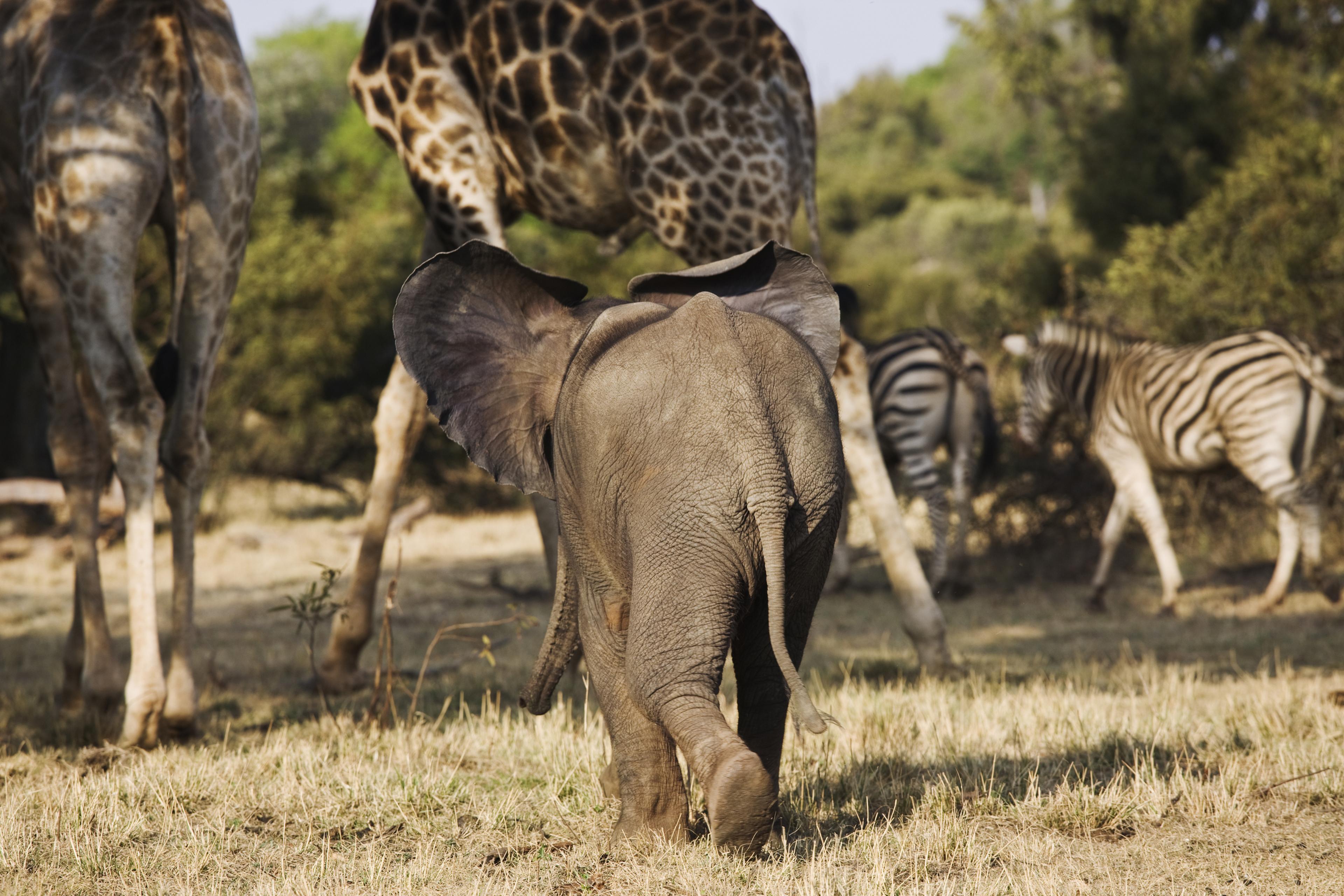 Olifantbaby loopt met giraffen en zebra's, Afrika