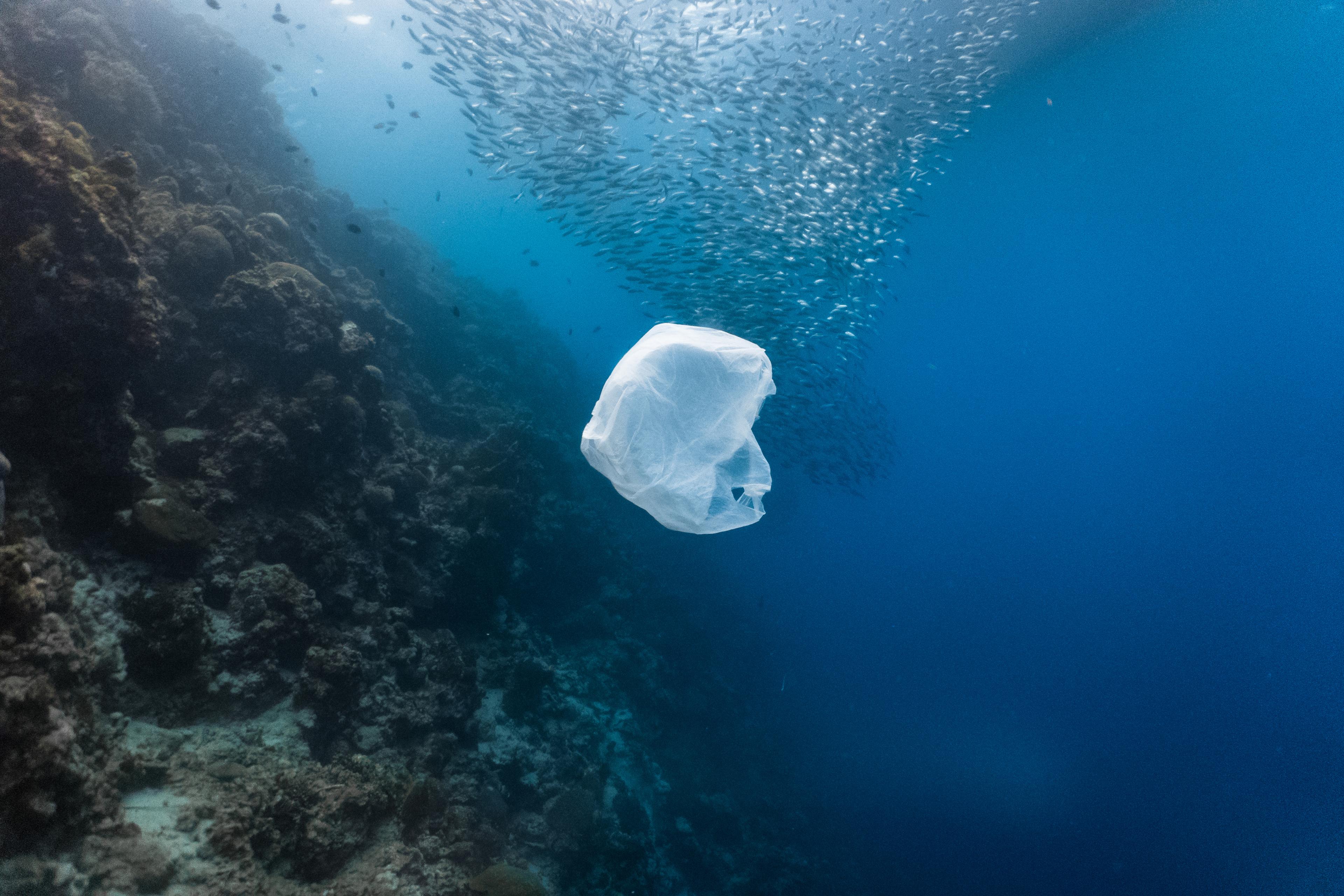 Plastic tasje naast een school vissen in een ondiep rif