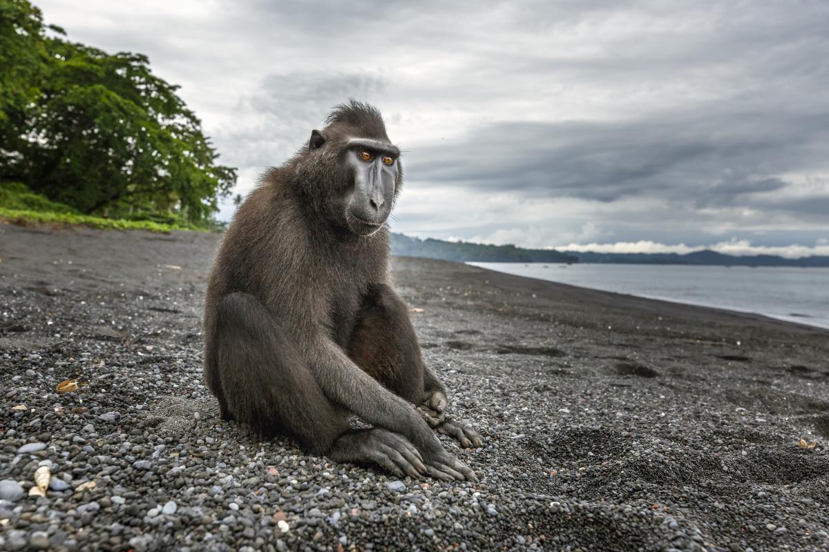 Een zwarte Sulawesi kuifmakaak op een stuk zwart zandstrand
