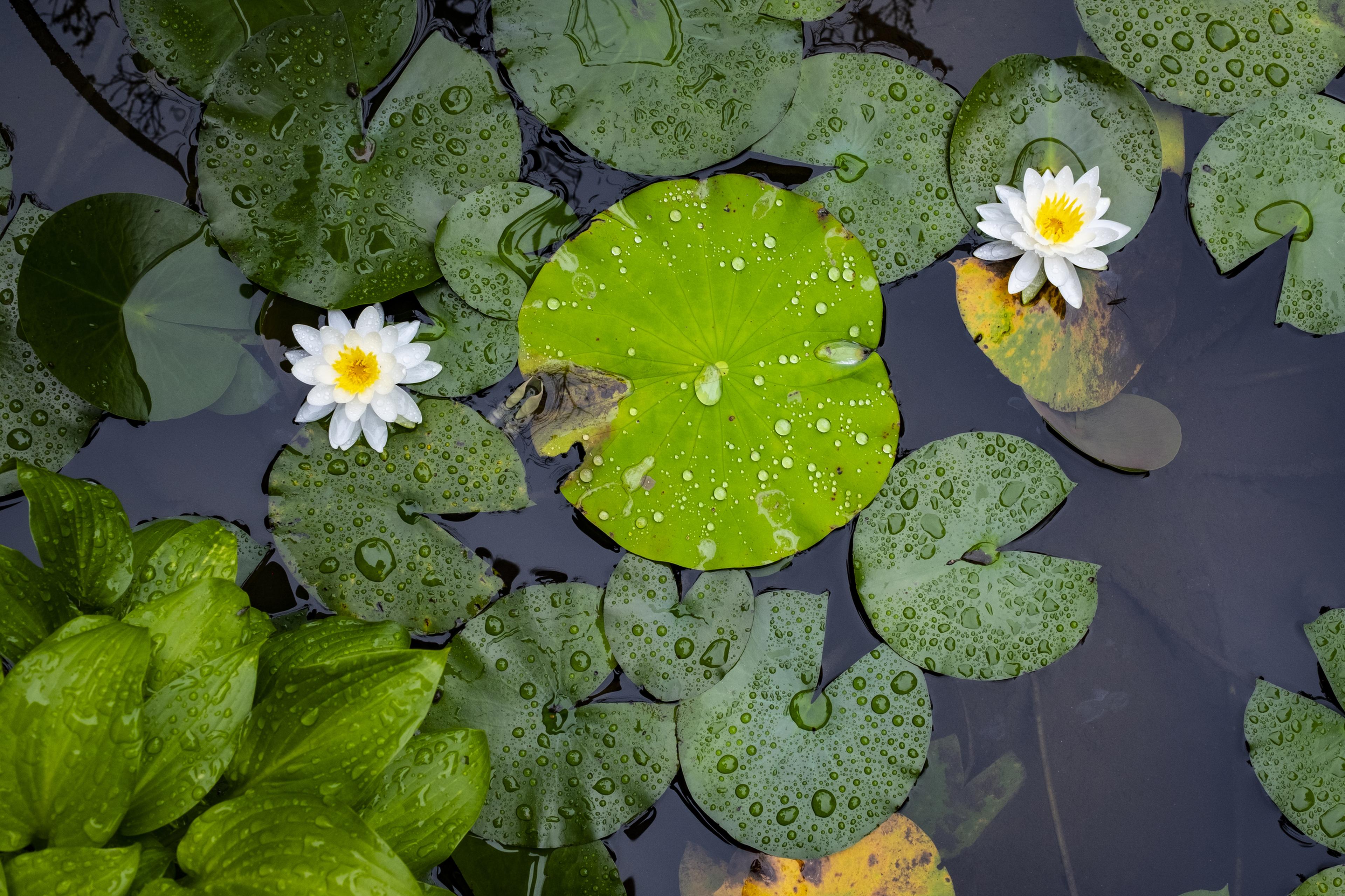 Lotus bloem in vijver