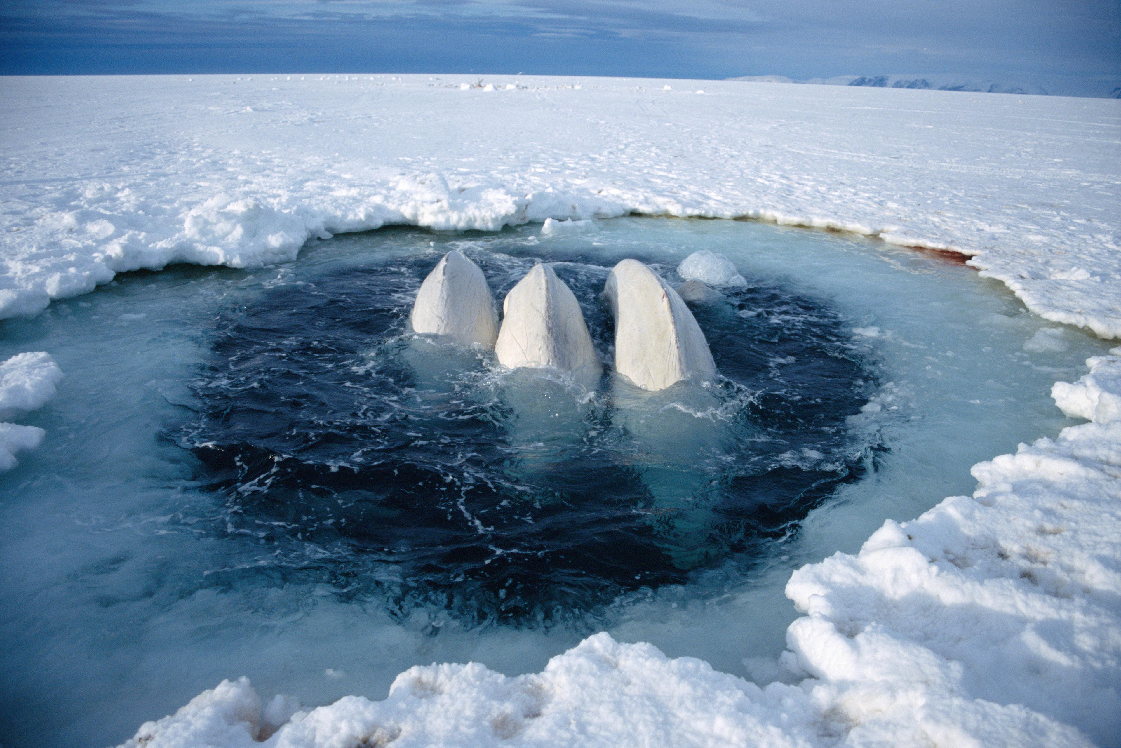 Beluga's in het ijs