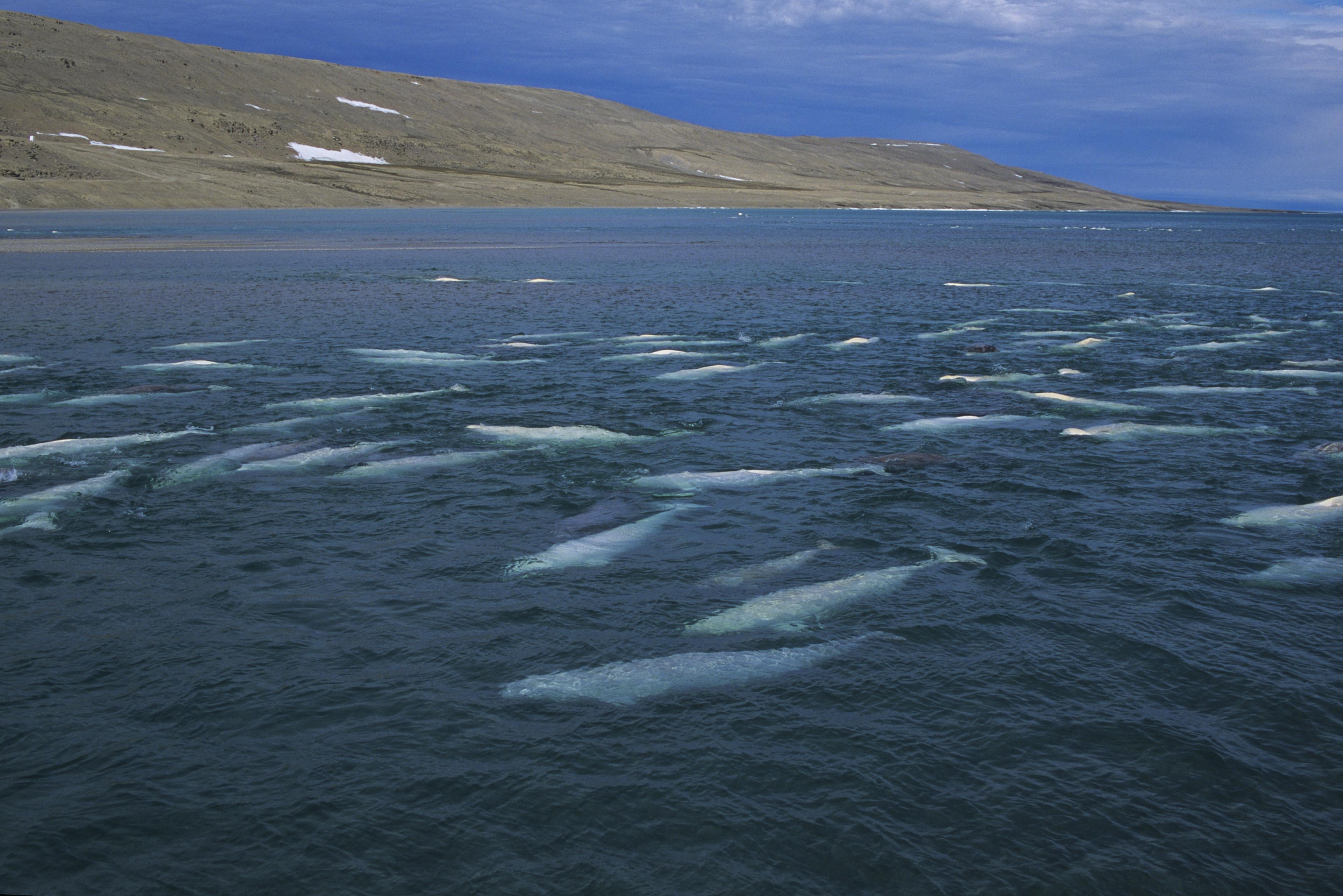Beluga's zwemmen