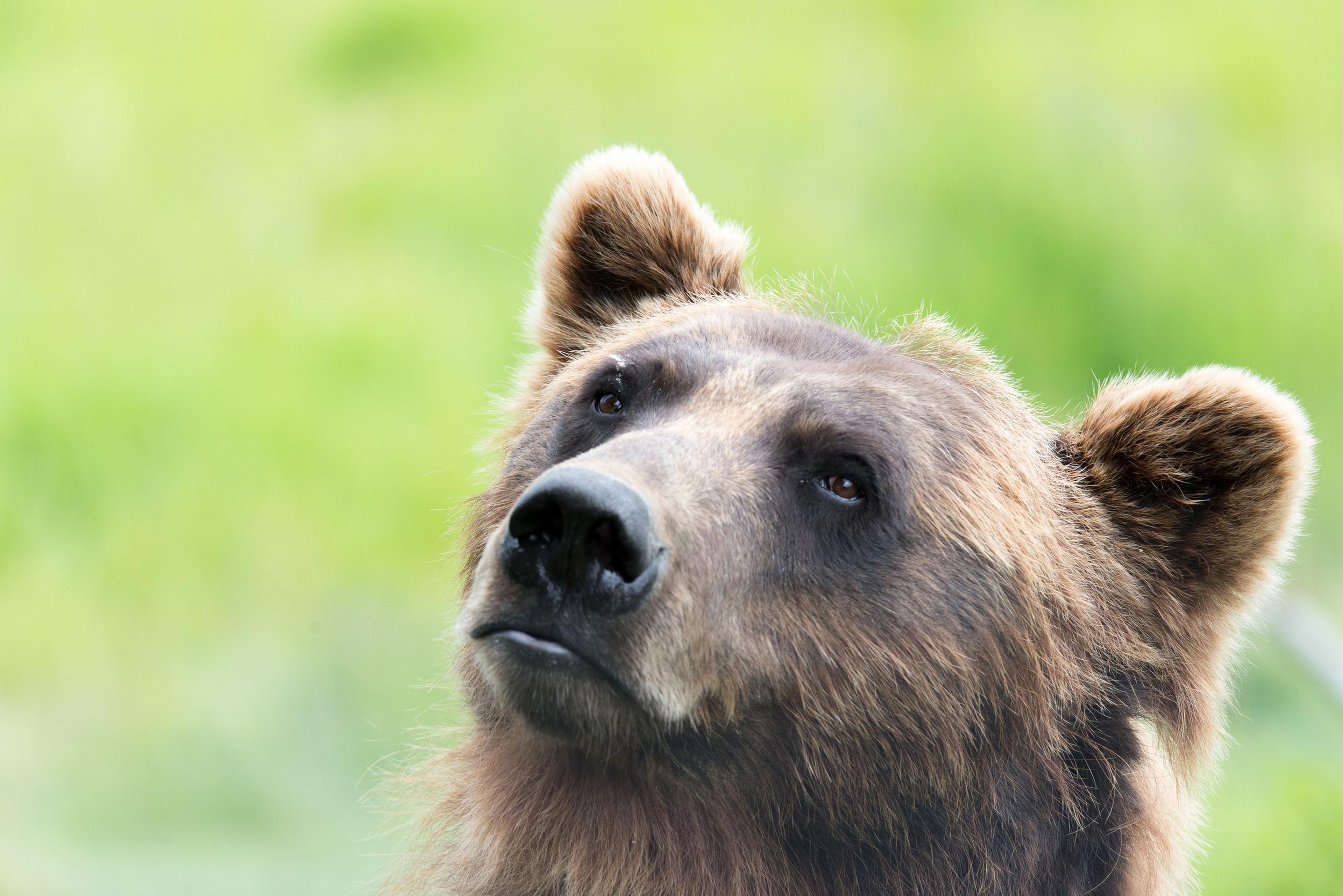 Close-up hoofd grizzlybeer