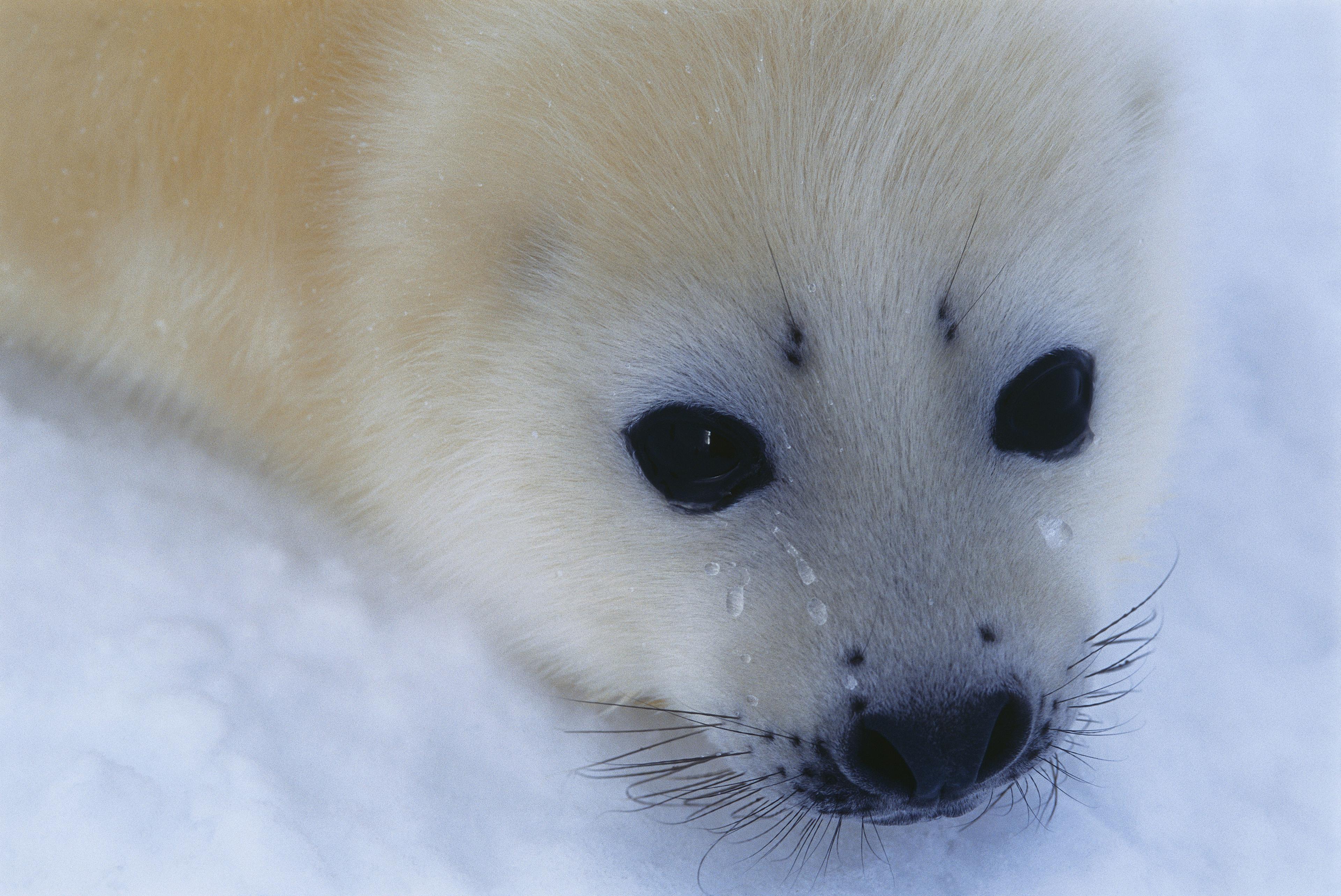 Close-up zeehond baby