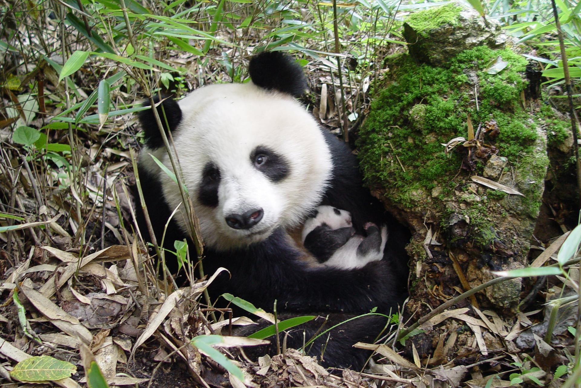 Reuzenpanda met een jonge welp