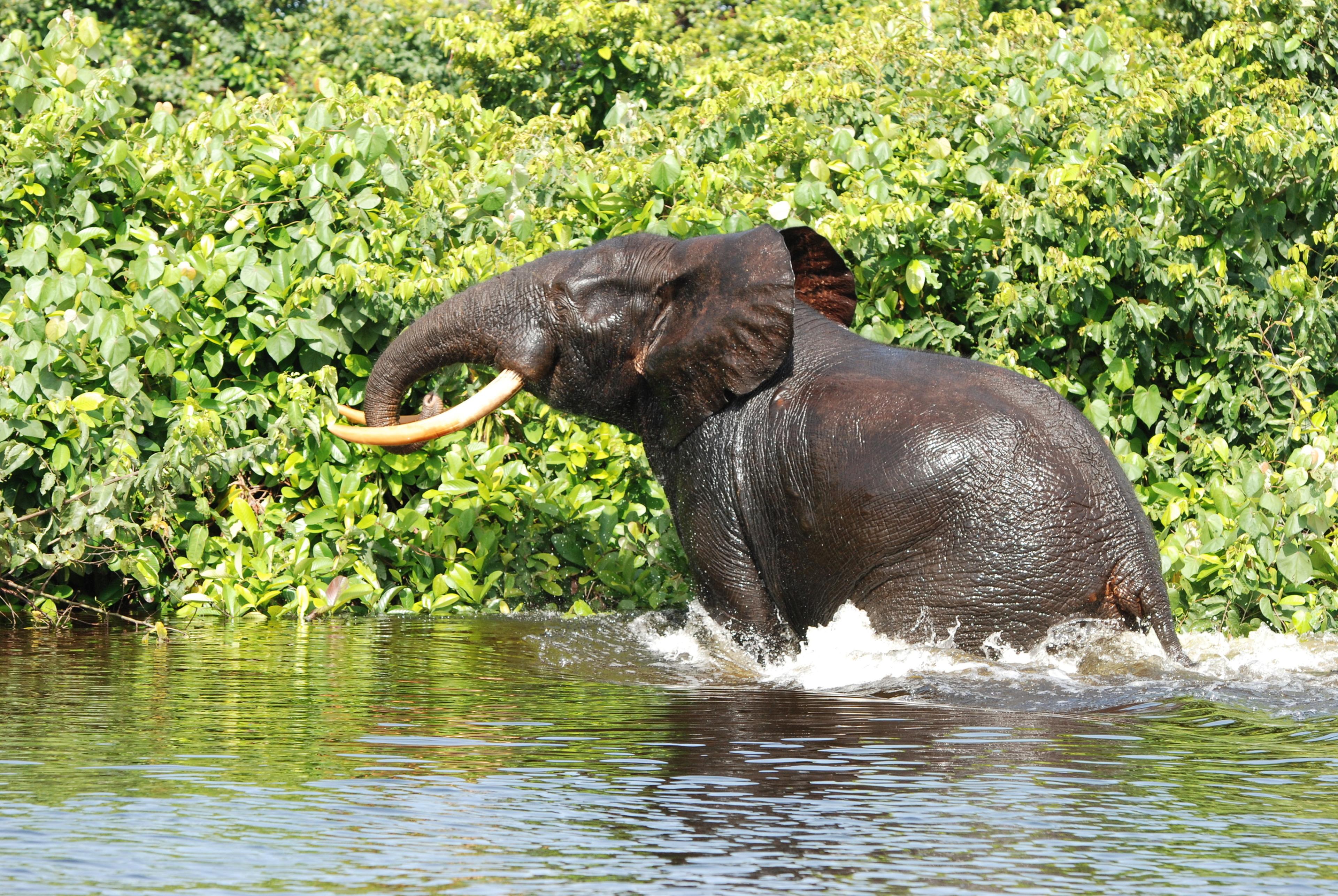 Afrikaanse bosolifant in het water