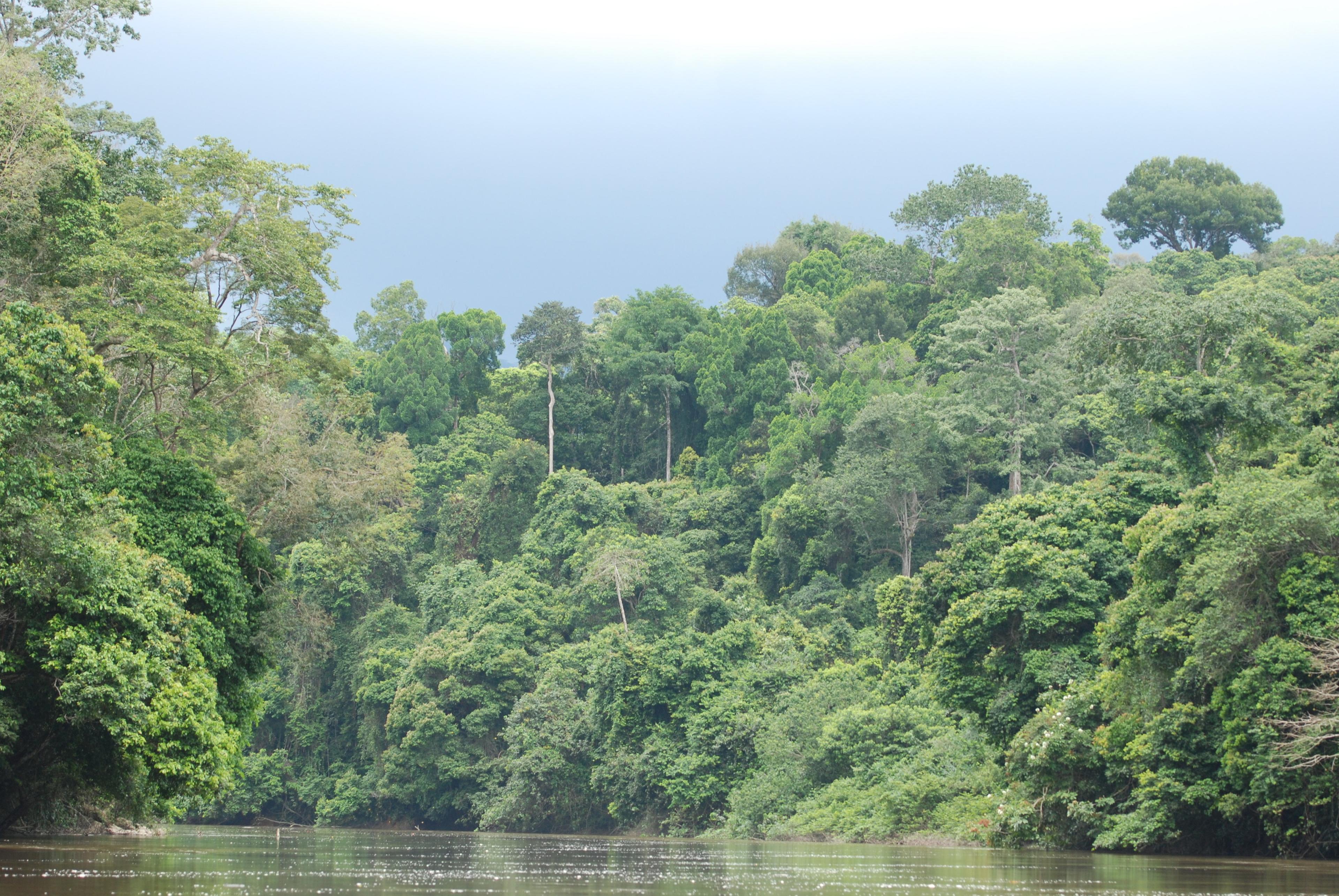 Regenwoud, Gabon
