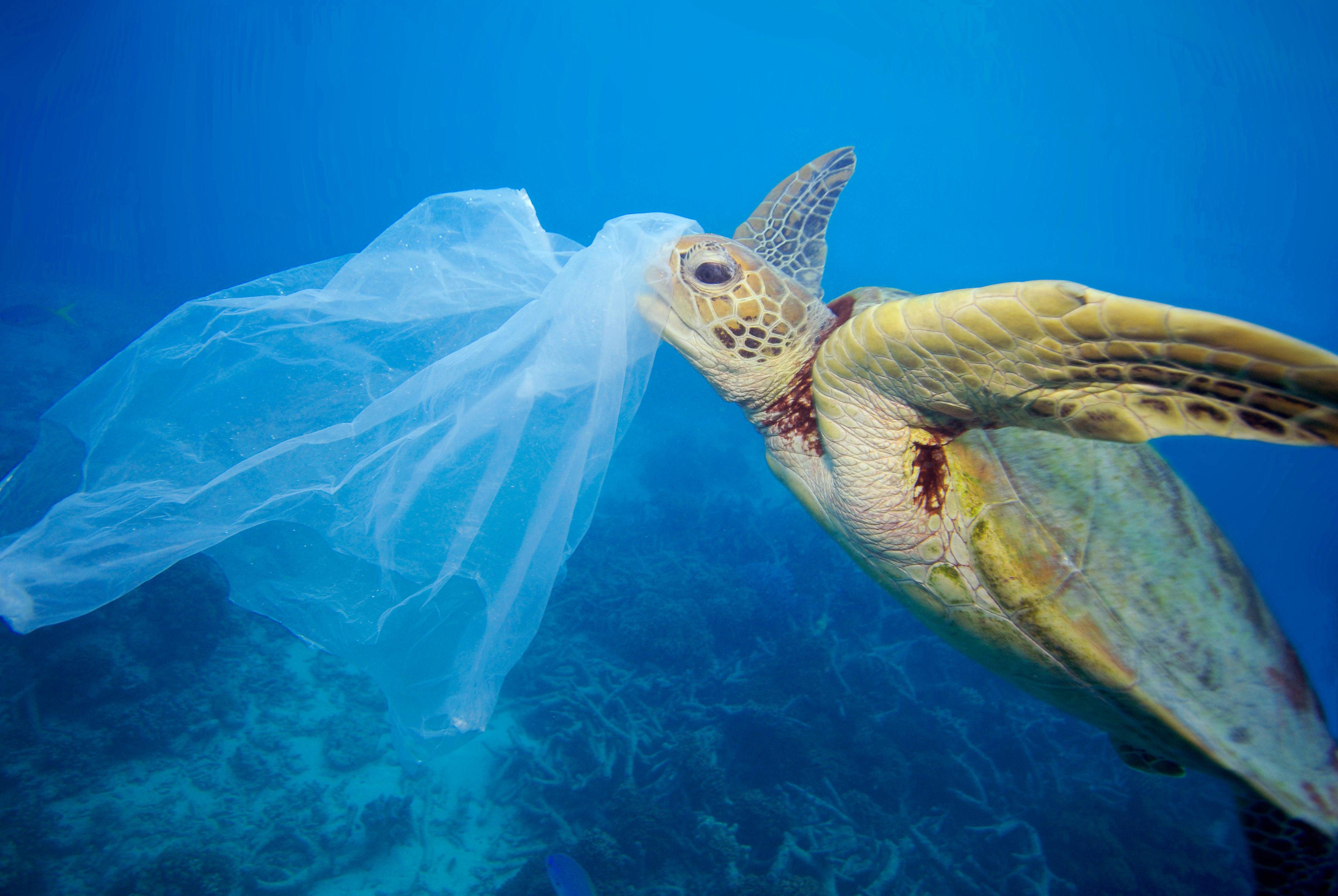 Groene zeeschildpad met een plastic zak