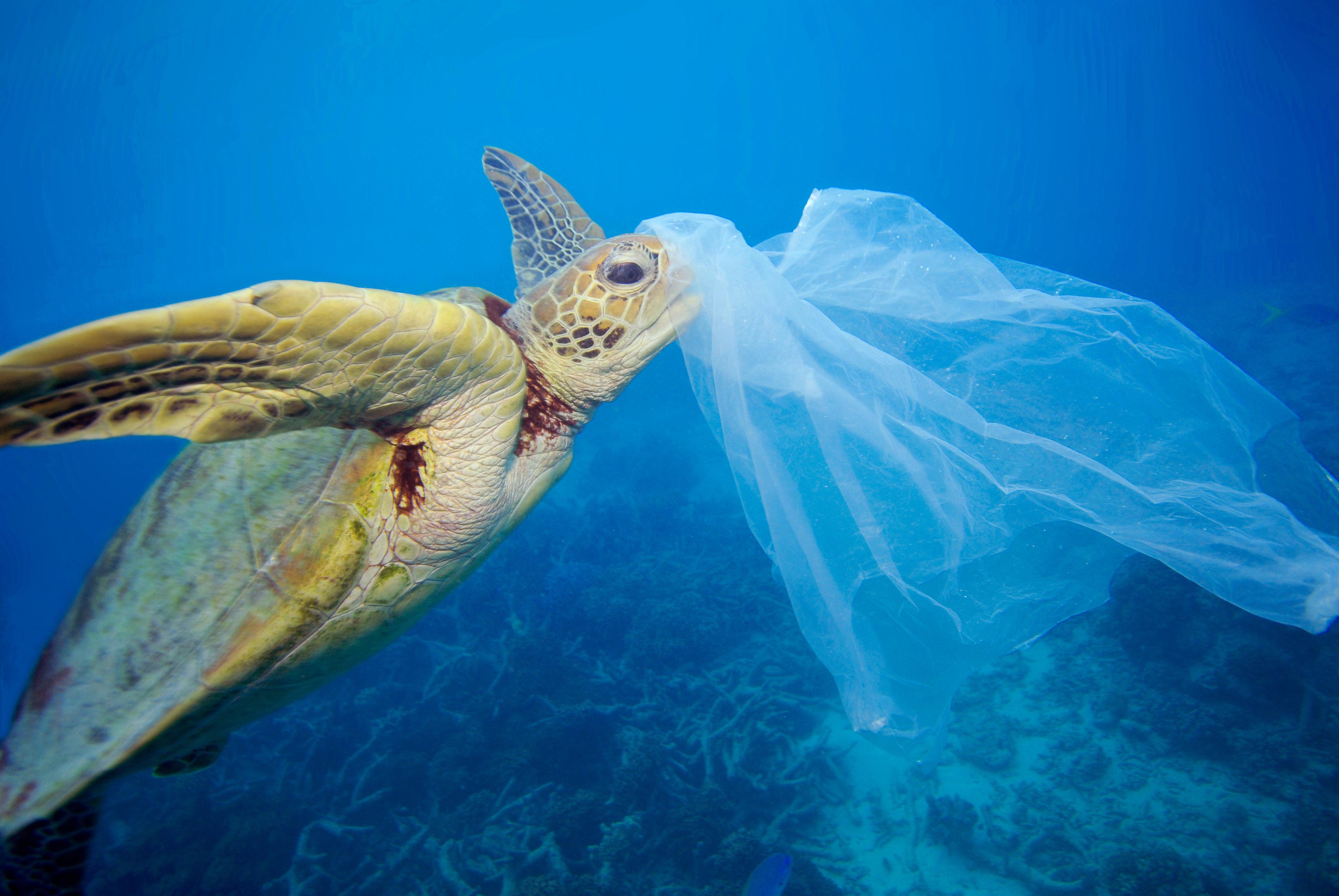 schildpad met plastic tas in zee