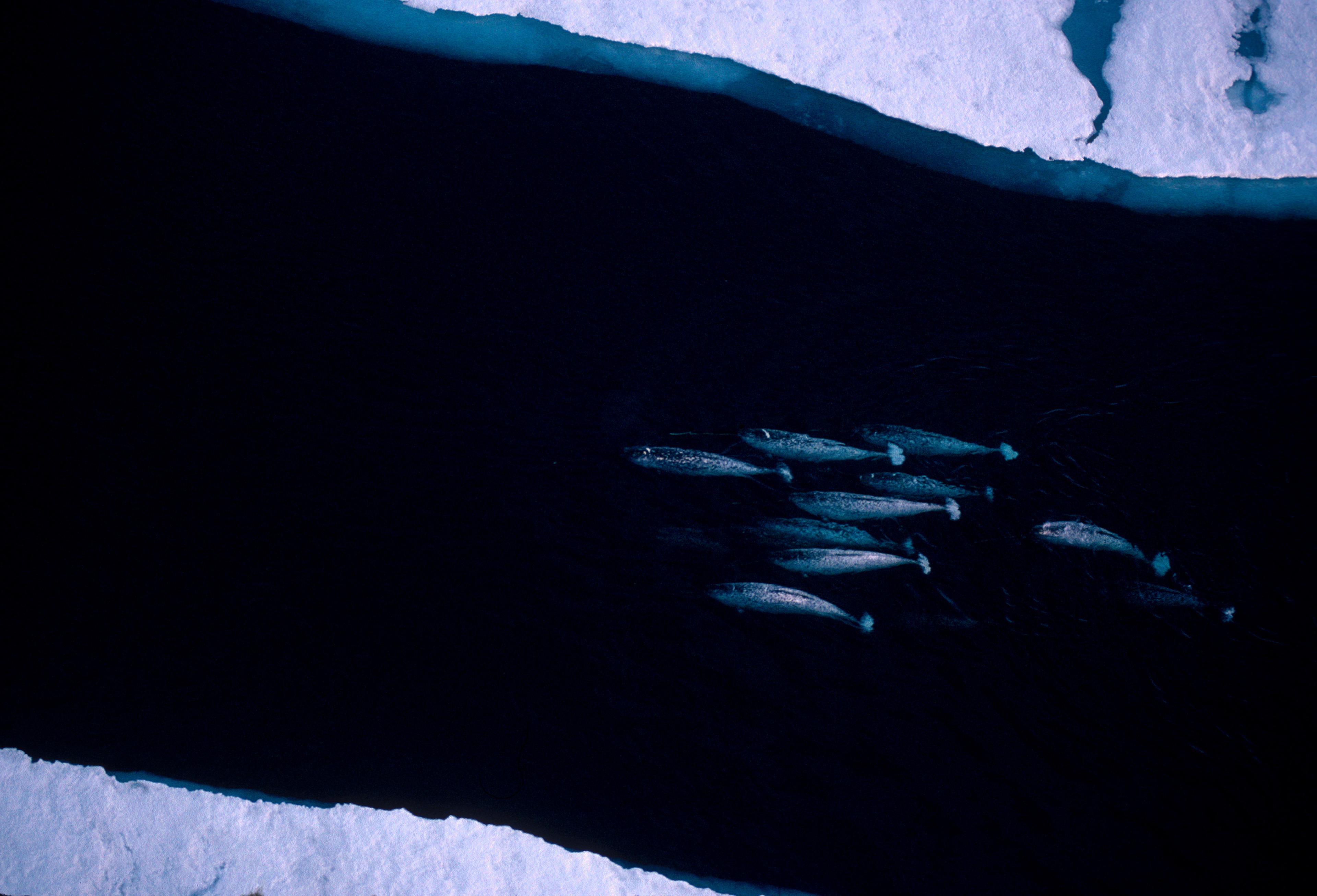 Luchtfoto van migrerende narwal groep