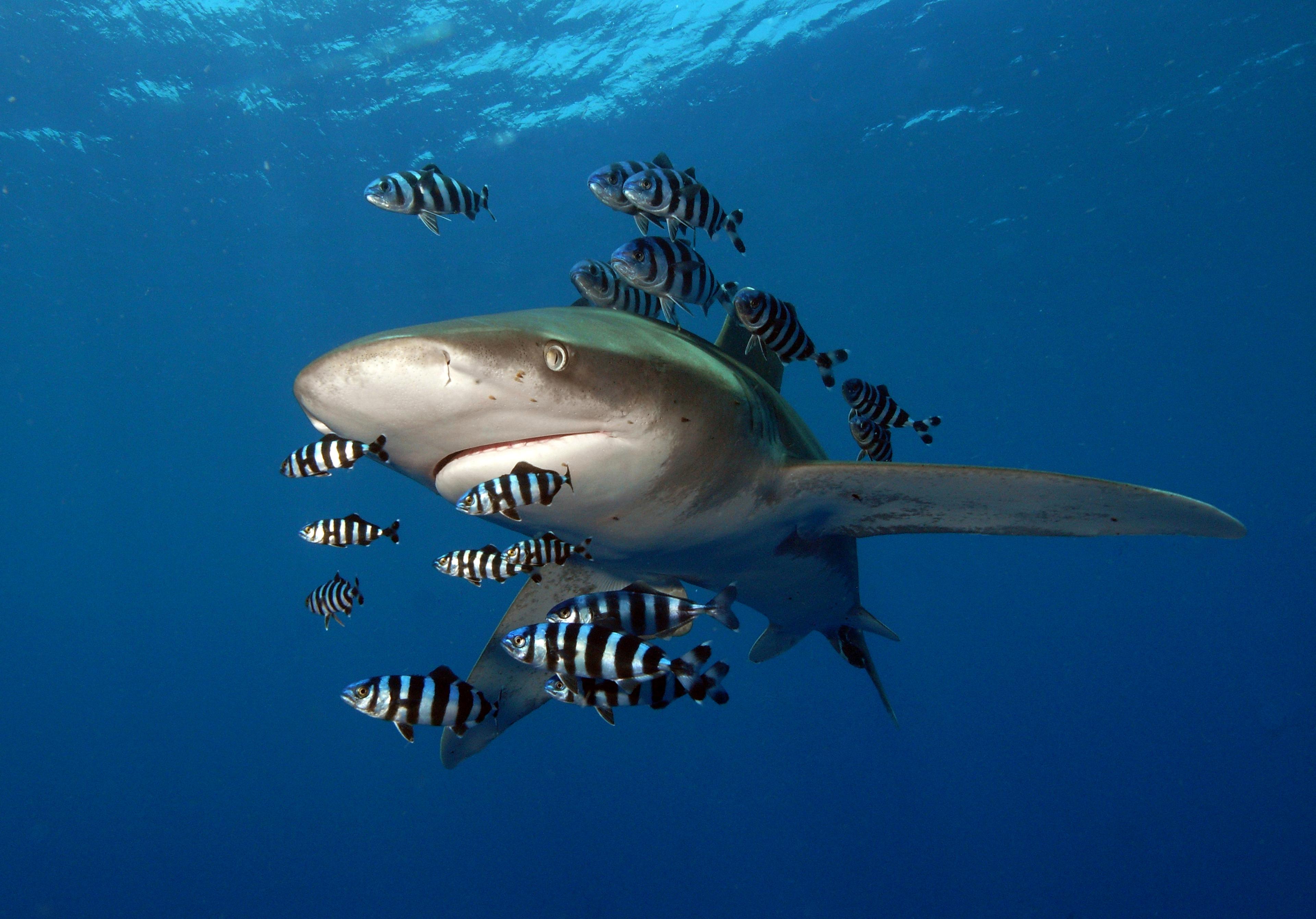 Oceanische witpunthaai zwemt met vissen