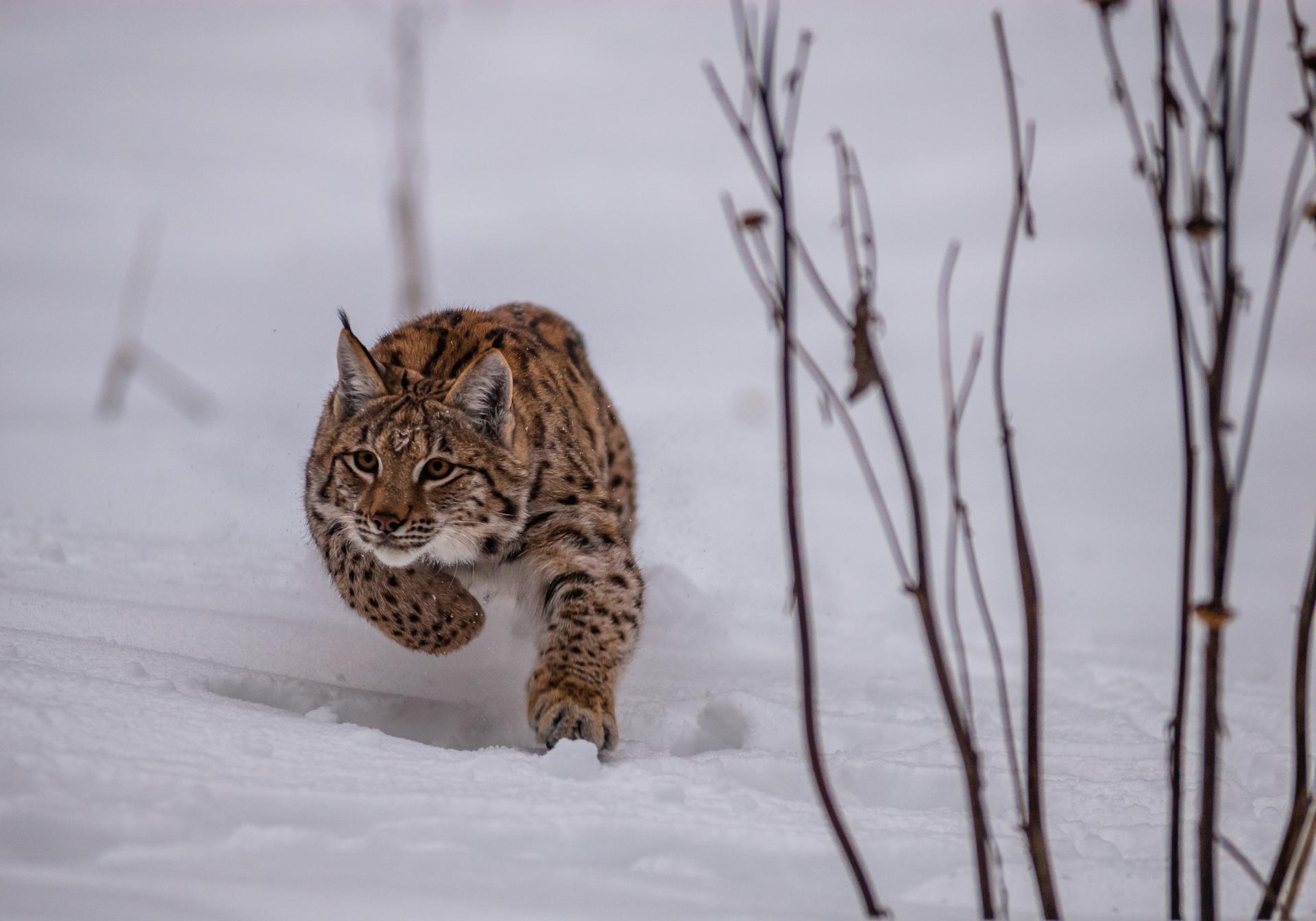 Lynx in de sneeuw, Slowakije
