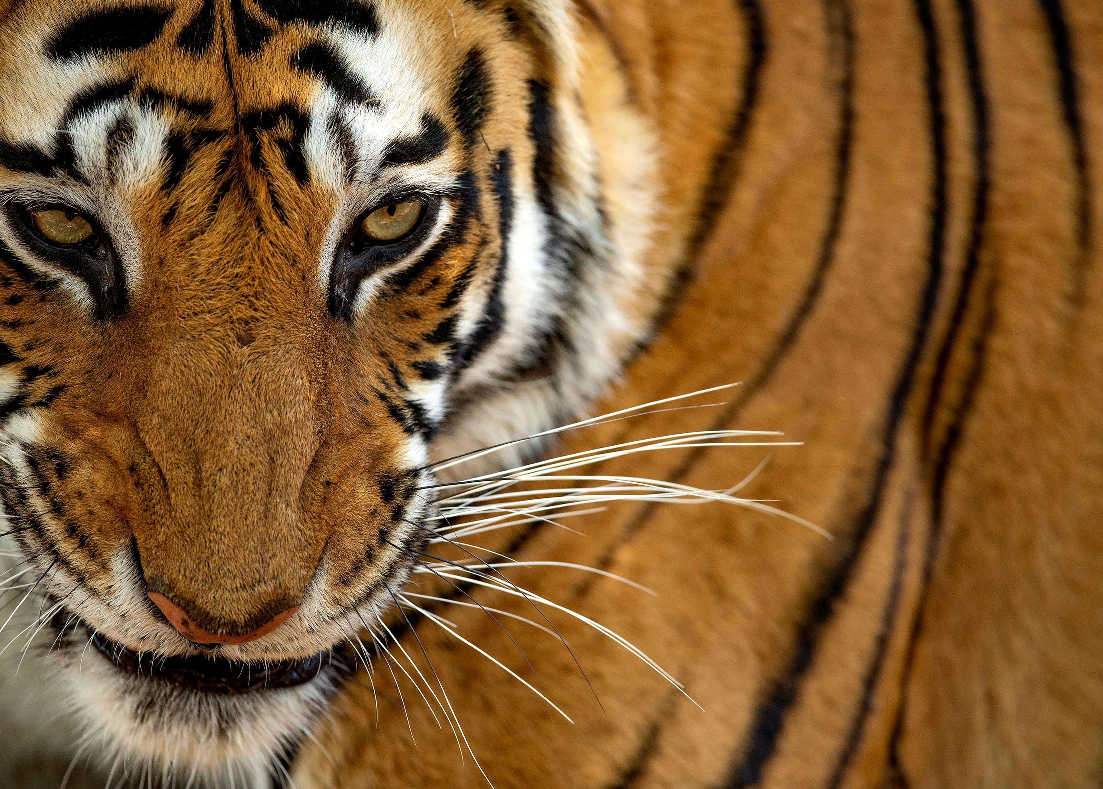 Tijger close-up