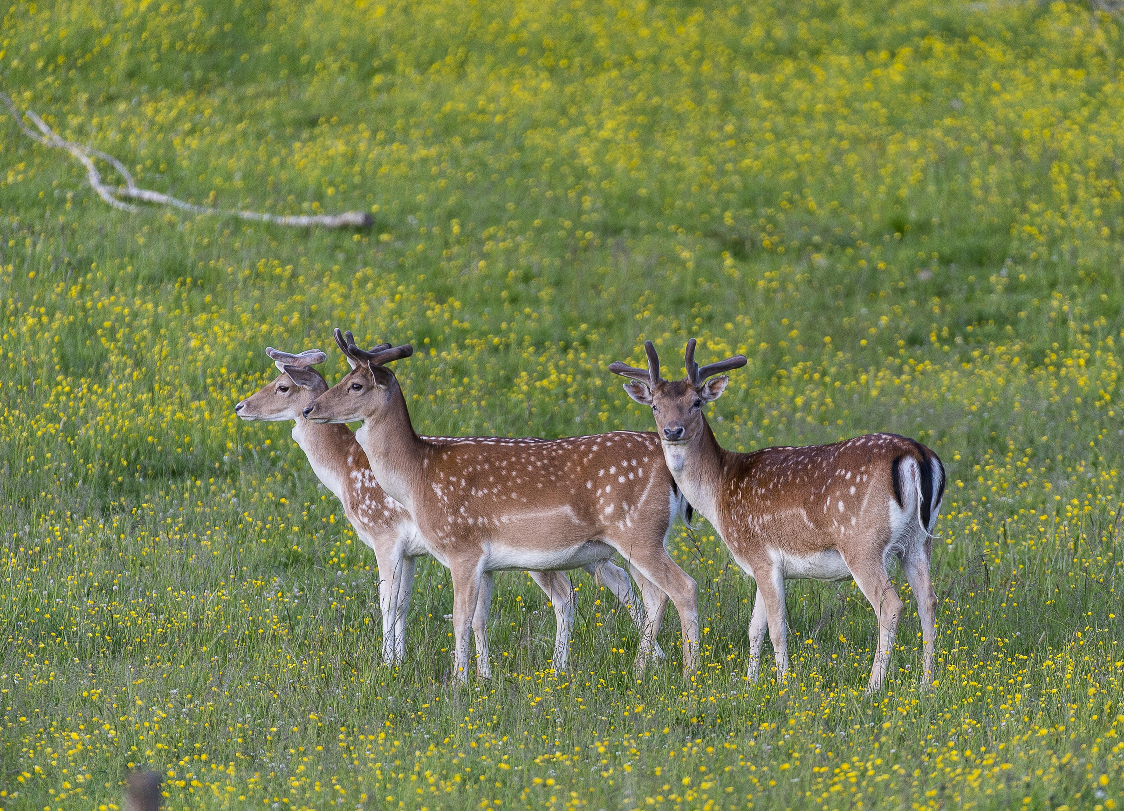 Drie damherten staan op het gras