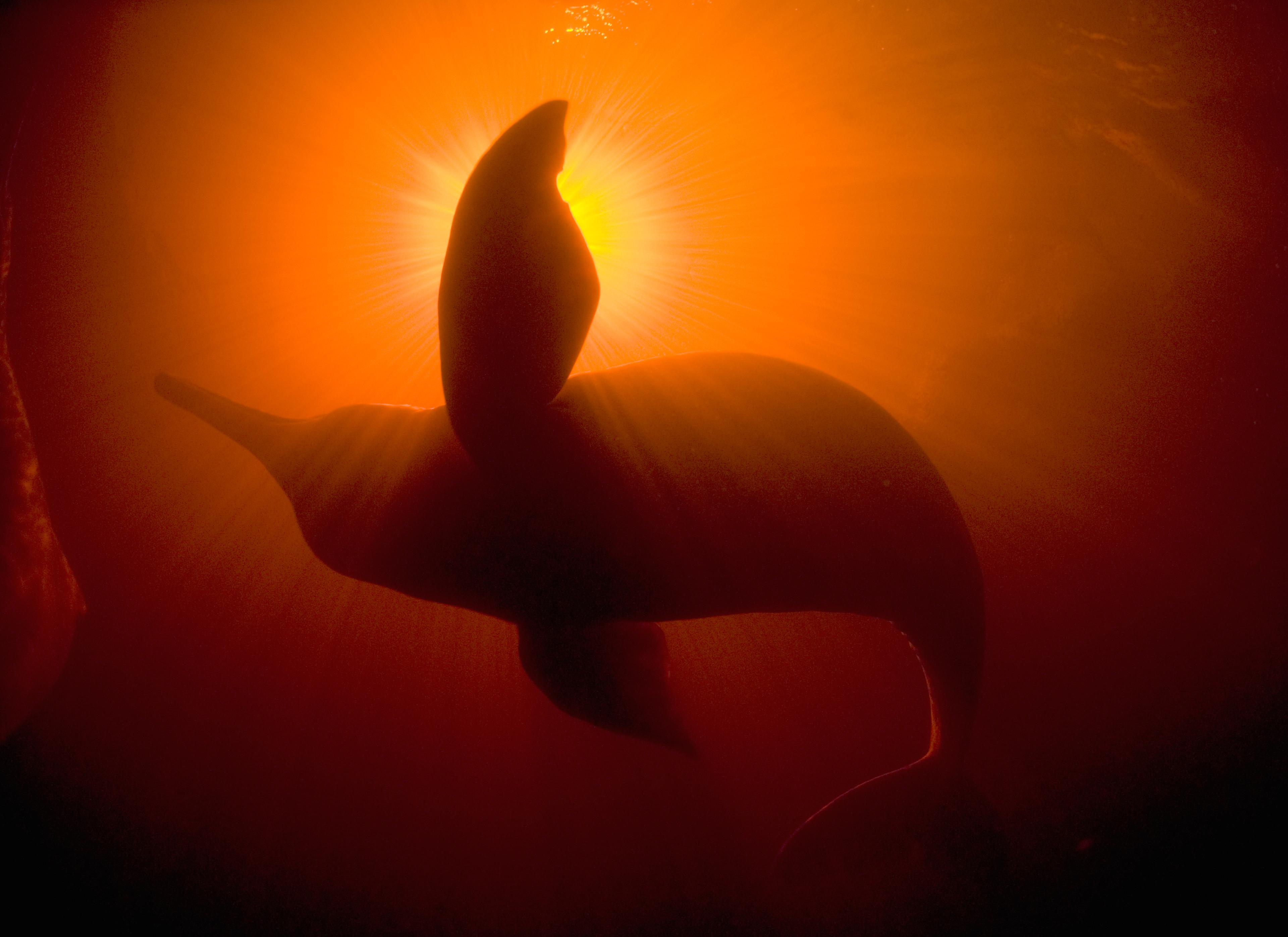 Rivierdolfijn Amazone, licht van boven, kwik in het water