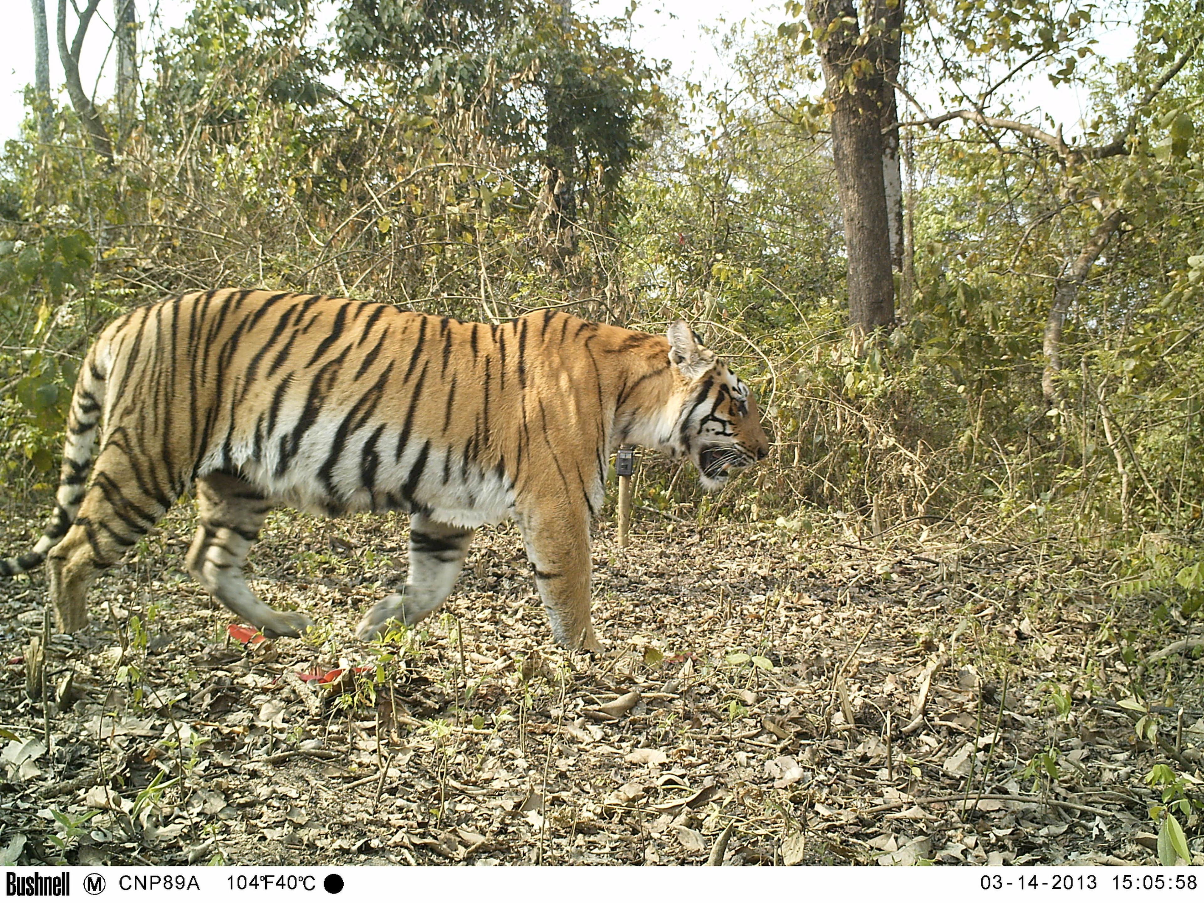 Tijger loopt door het bos