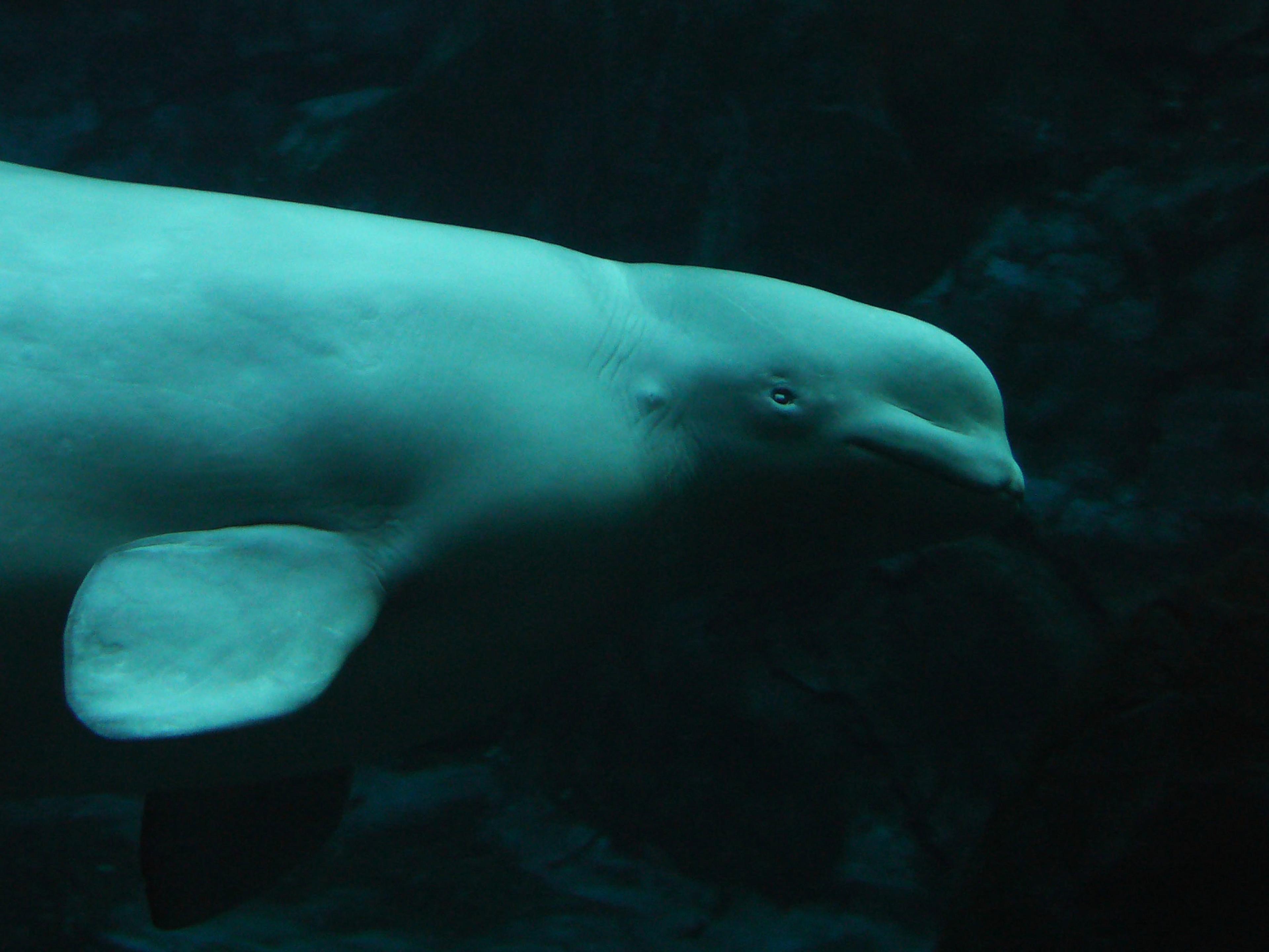 Beluga onder water