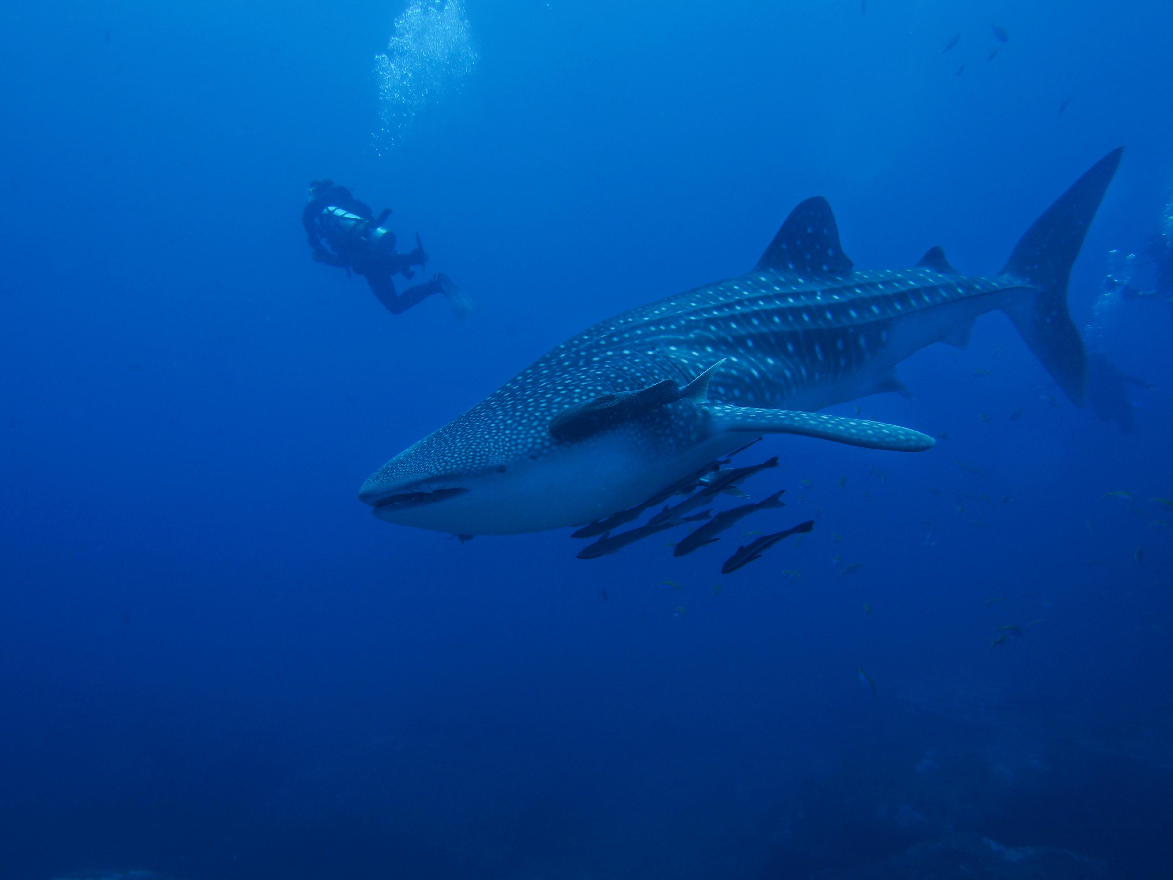Walvishaai zwemt in de zee met duiker