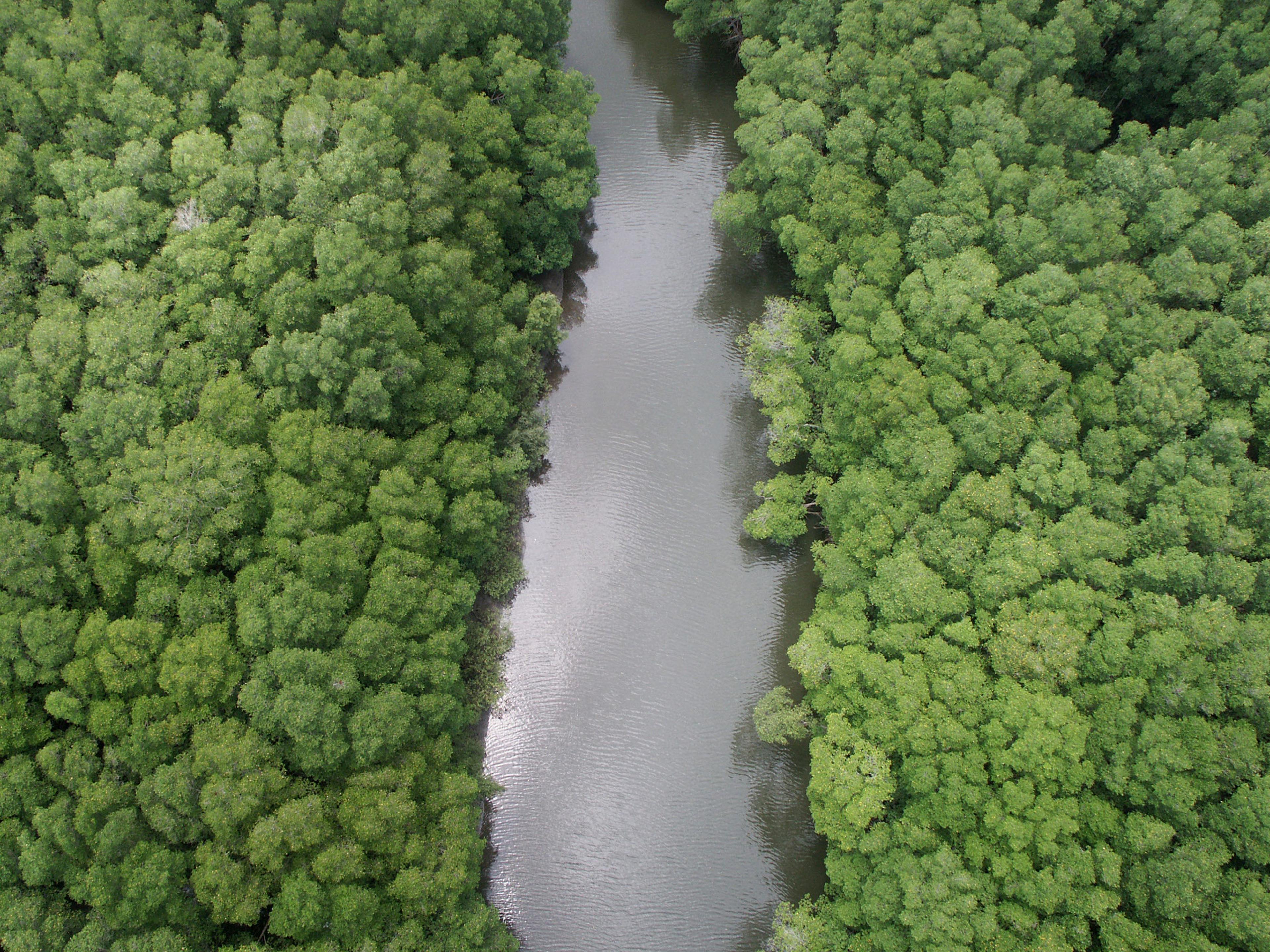 Luchtfoto van mangrovebos met een rivier