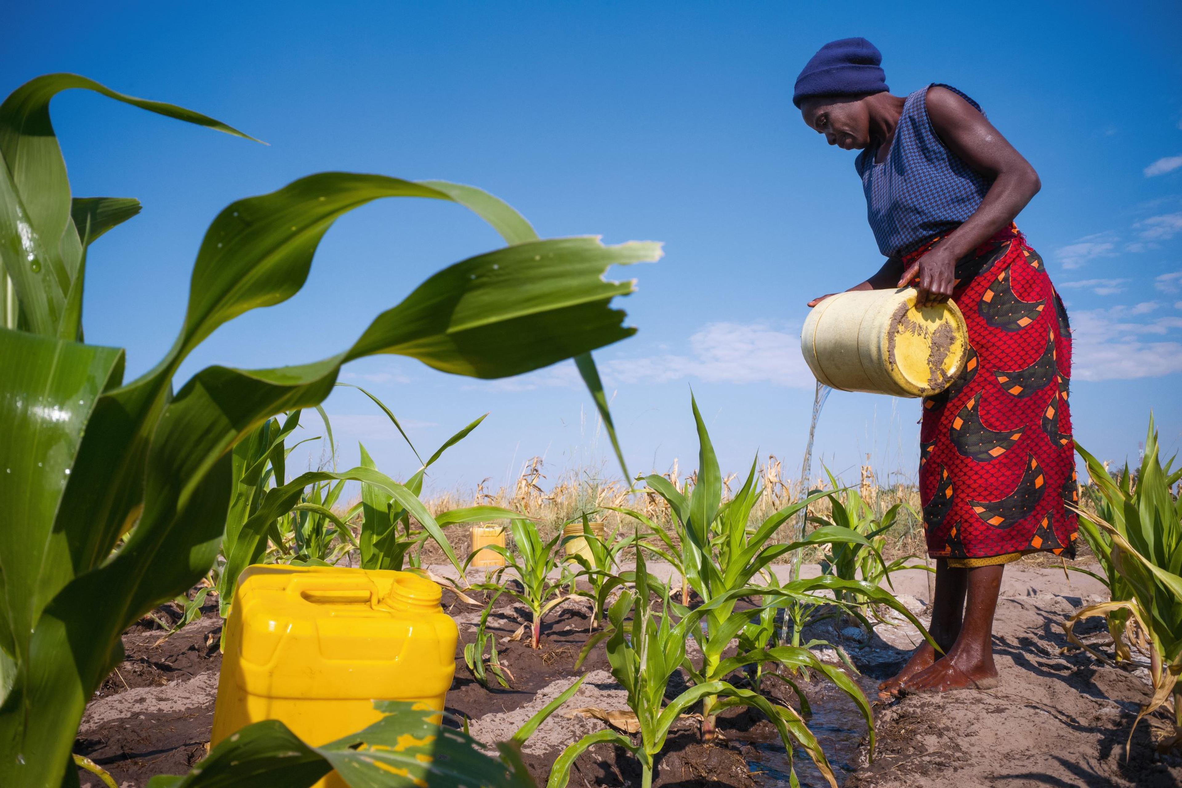 Vrouw geeft water aan planten