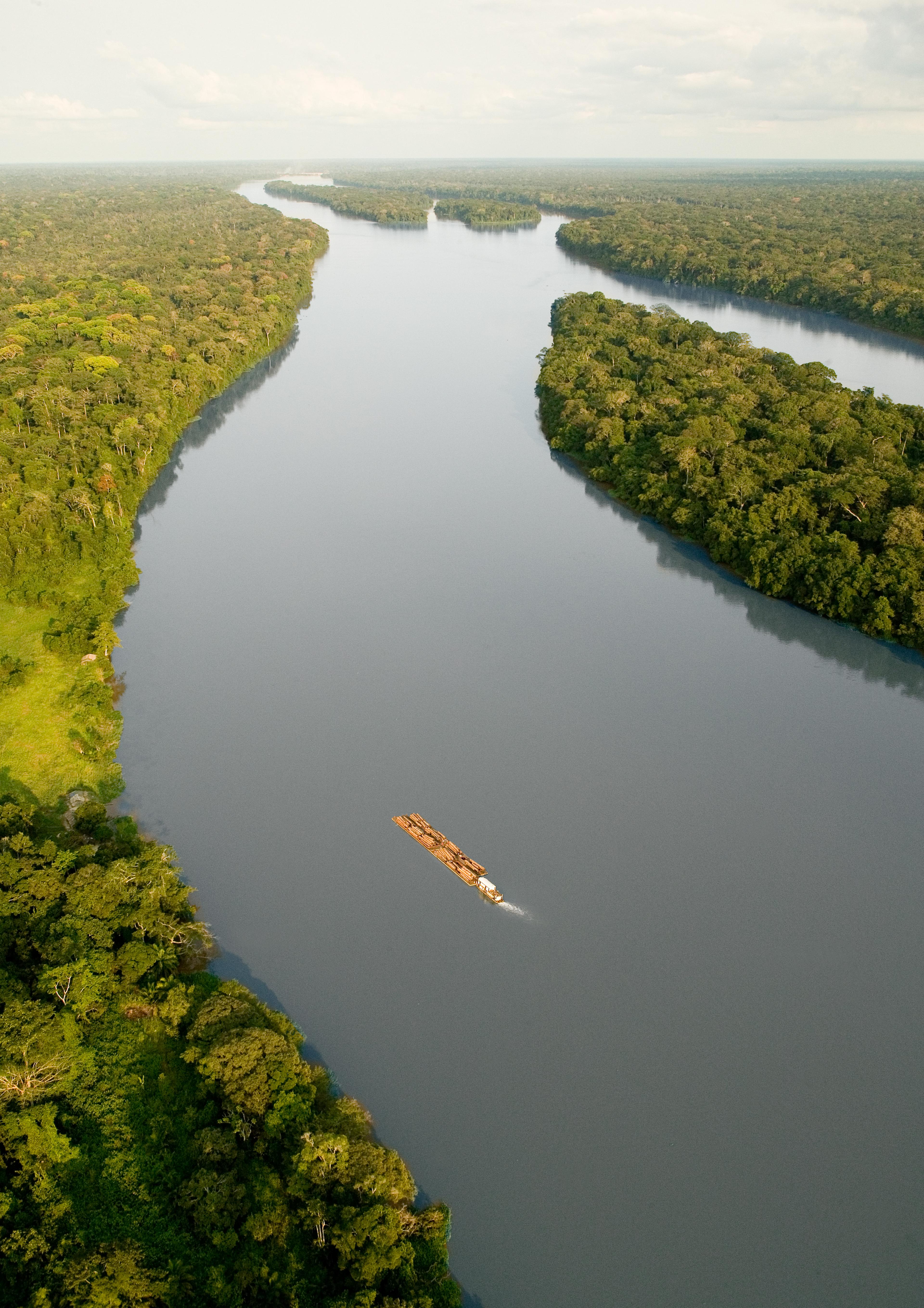 Bos in Congo