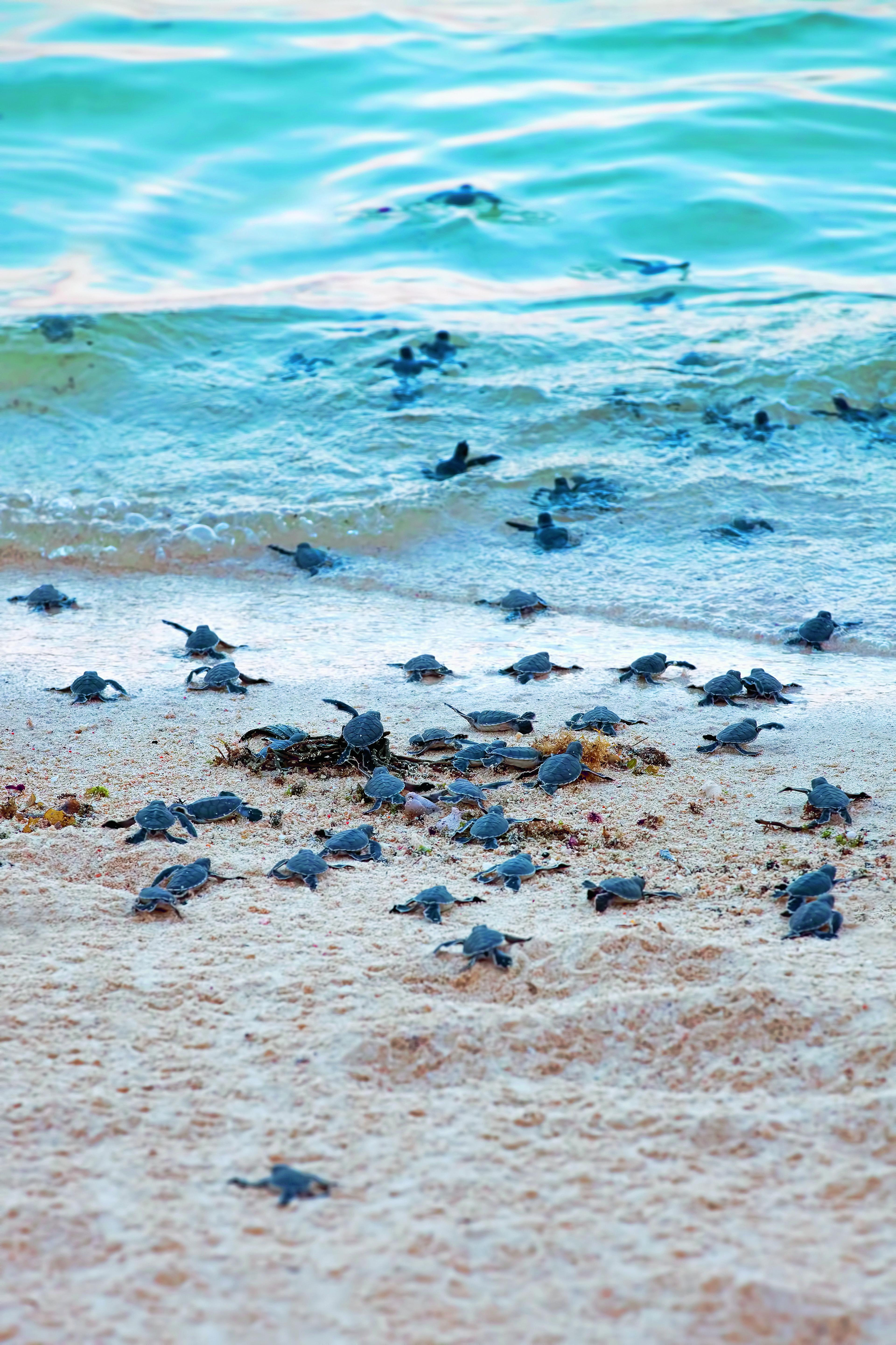 schildpadden