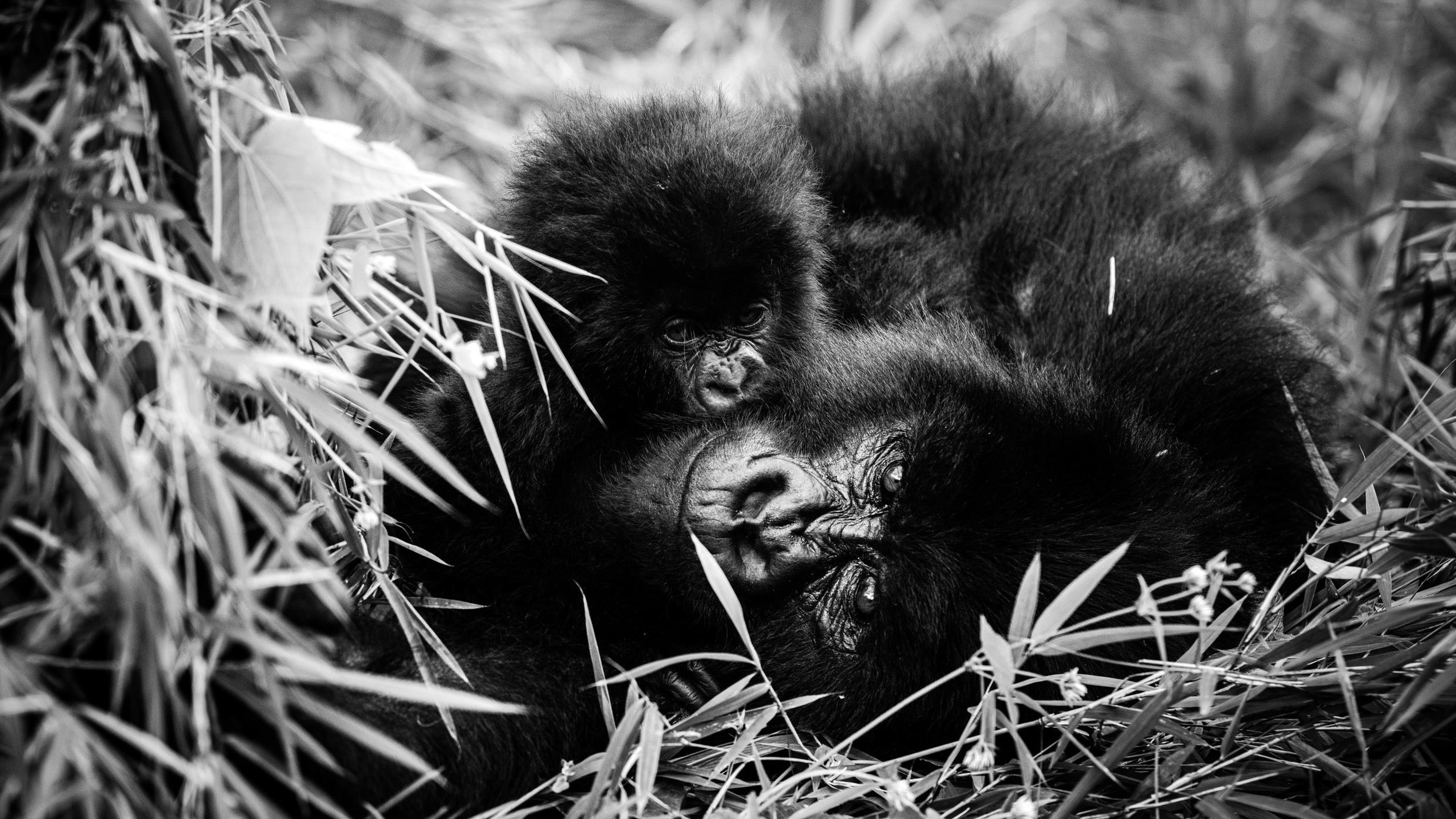 Gorillas zwart wit