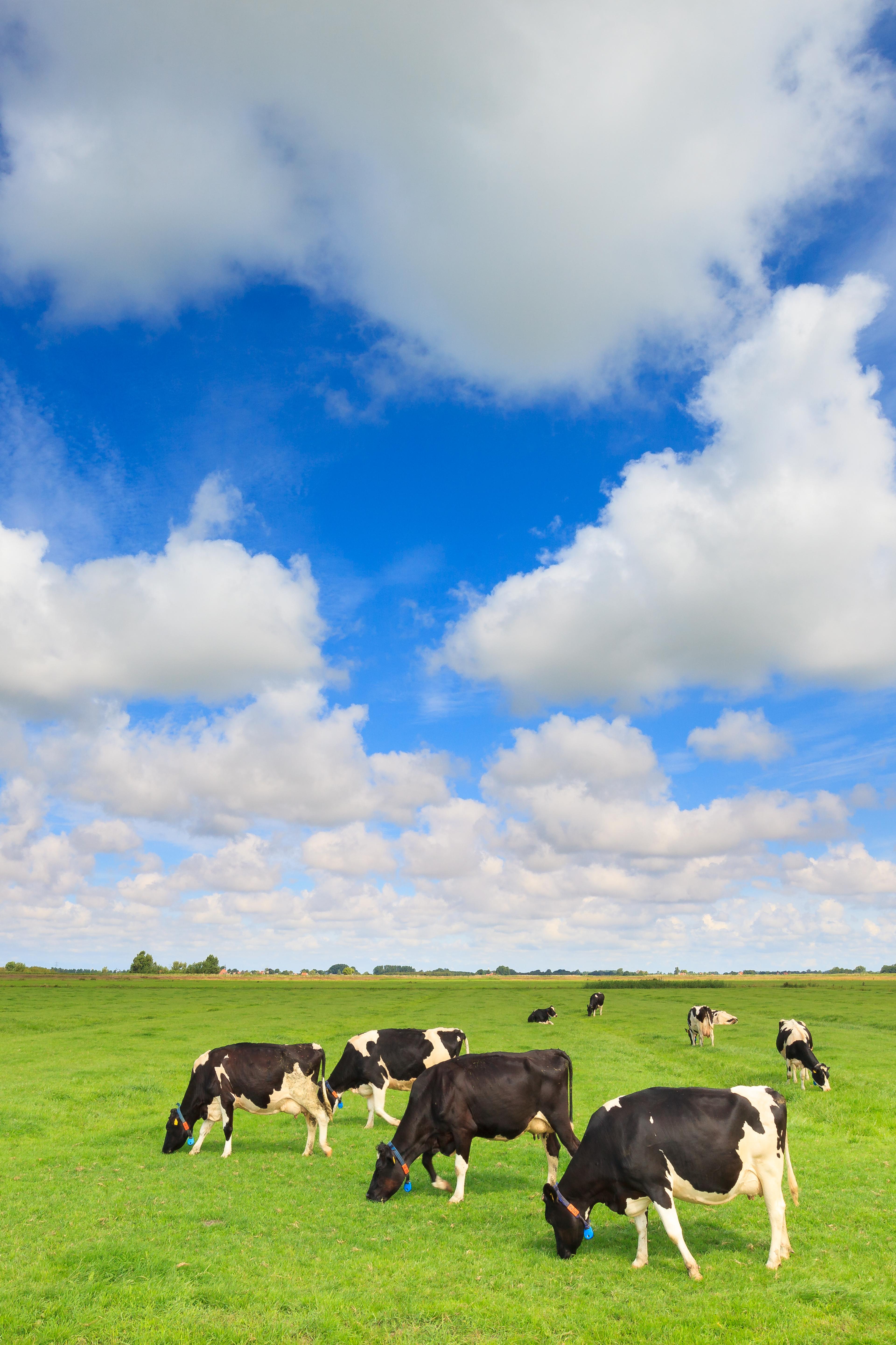 Koeien in de wei met wolkenlucht