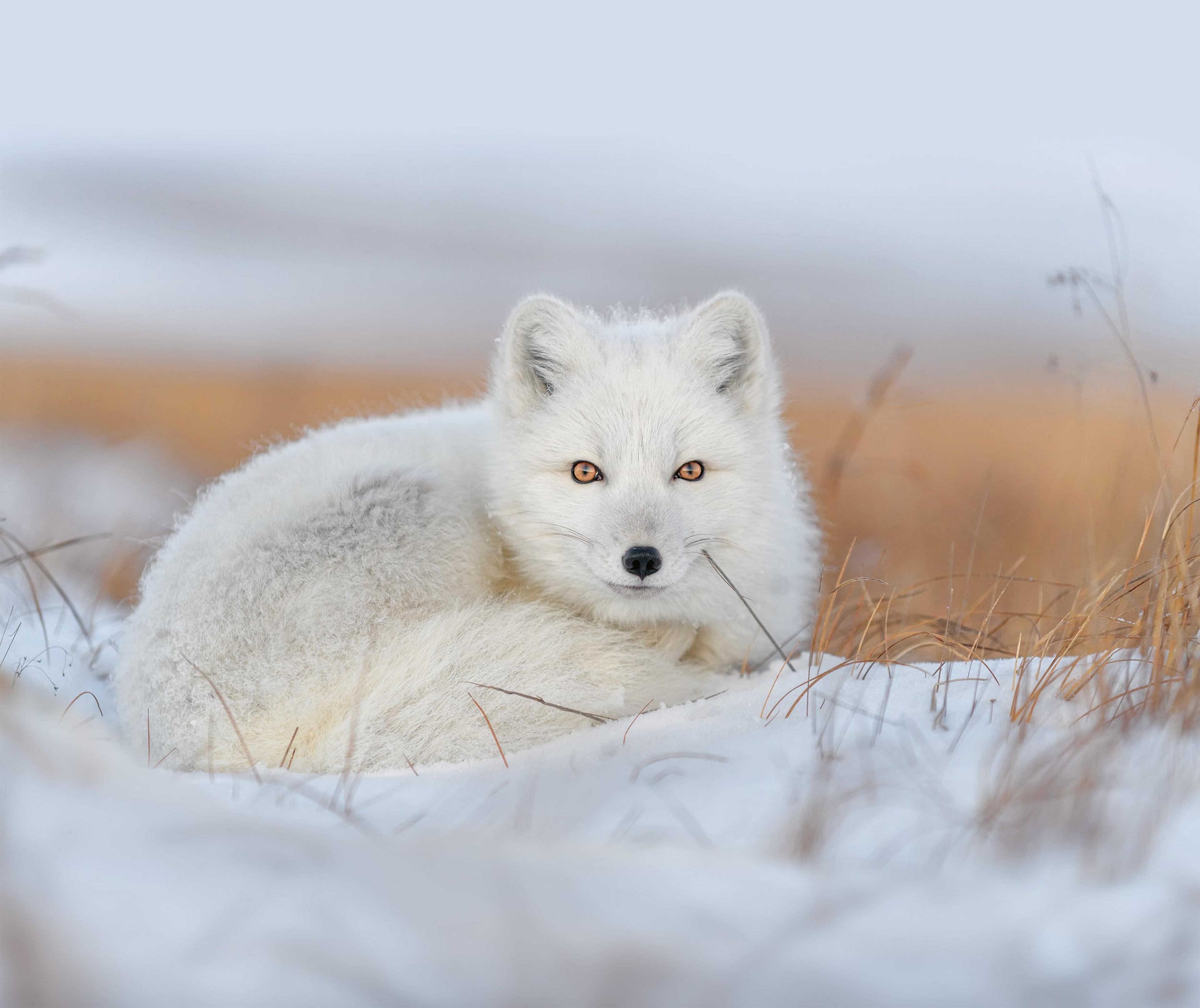 Poolvos (arctic fox) ligt in de sneeuw
