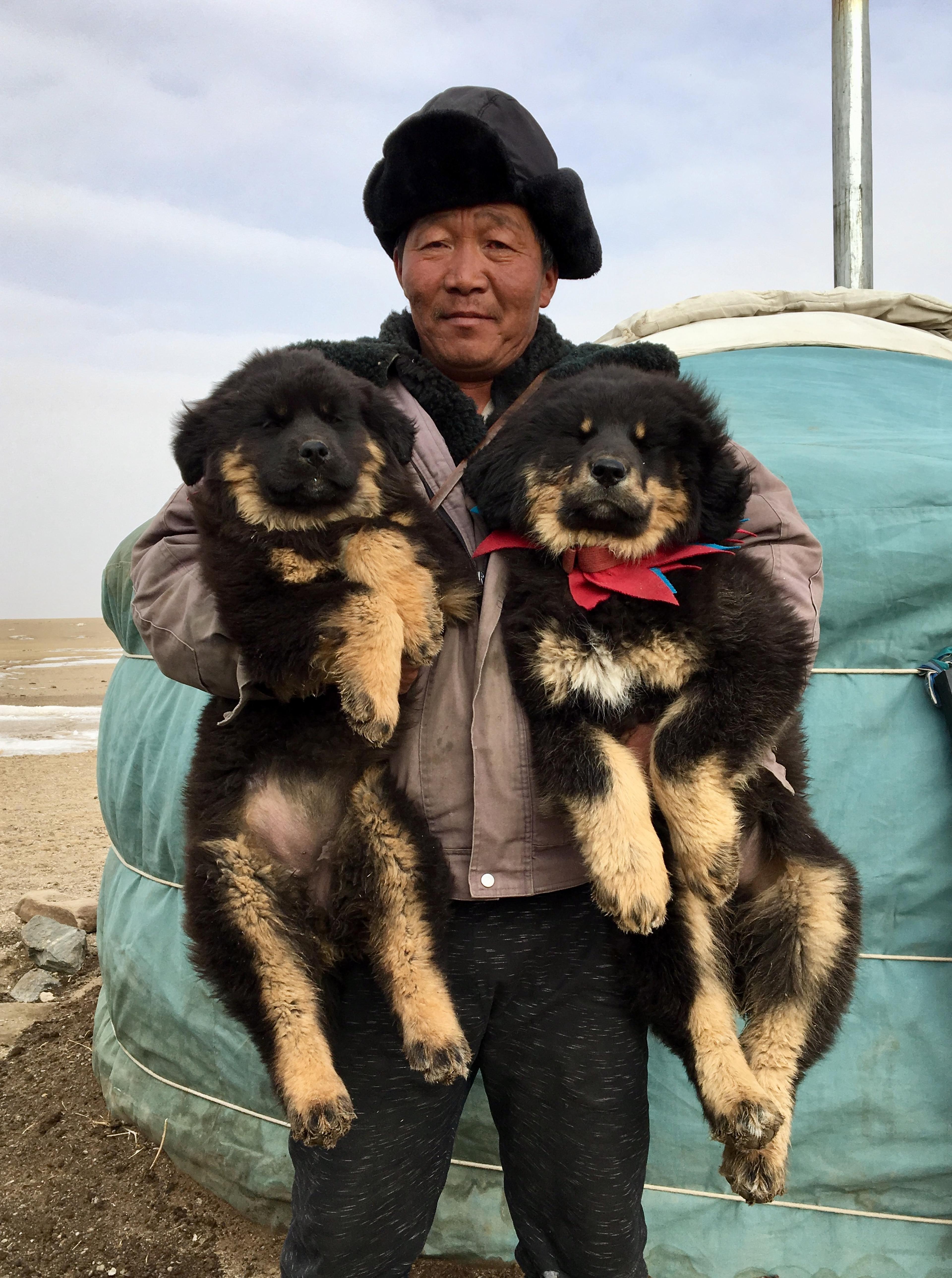 Waakhonden in Mongolië