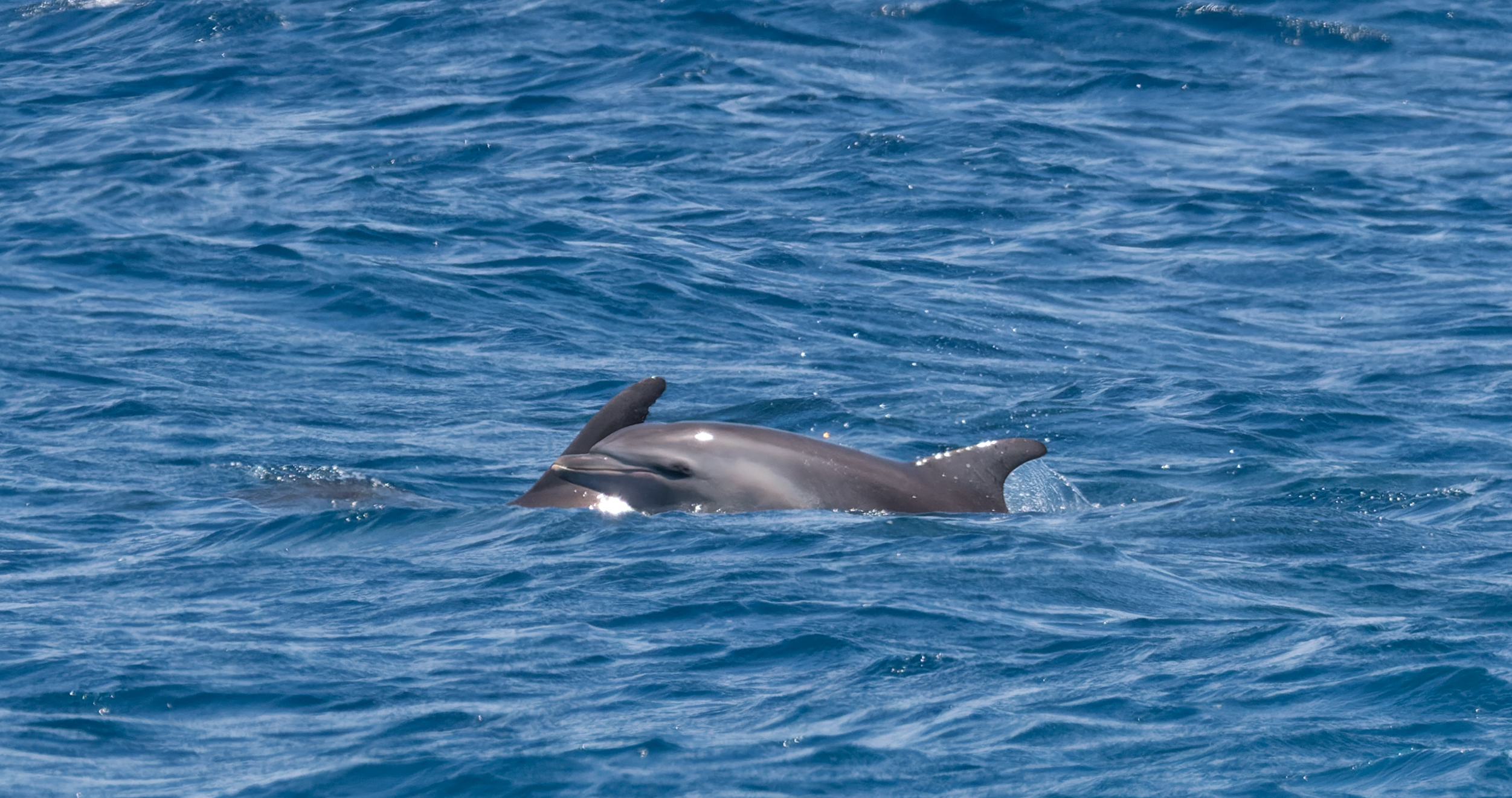 BON 20240712 Bottlenose group1-363.jpg