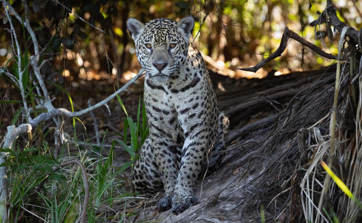 Jaguar zit tussen de bomen