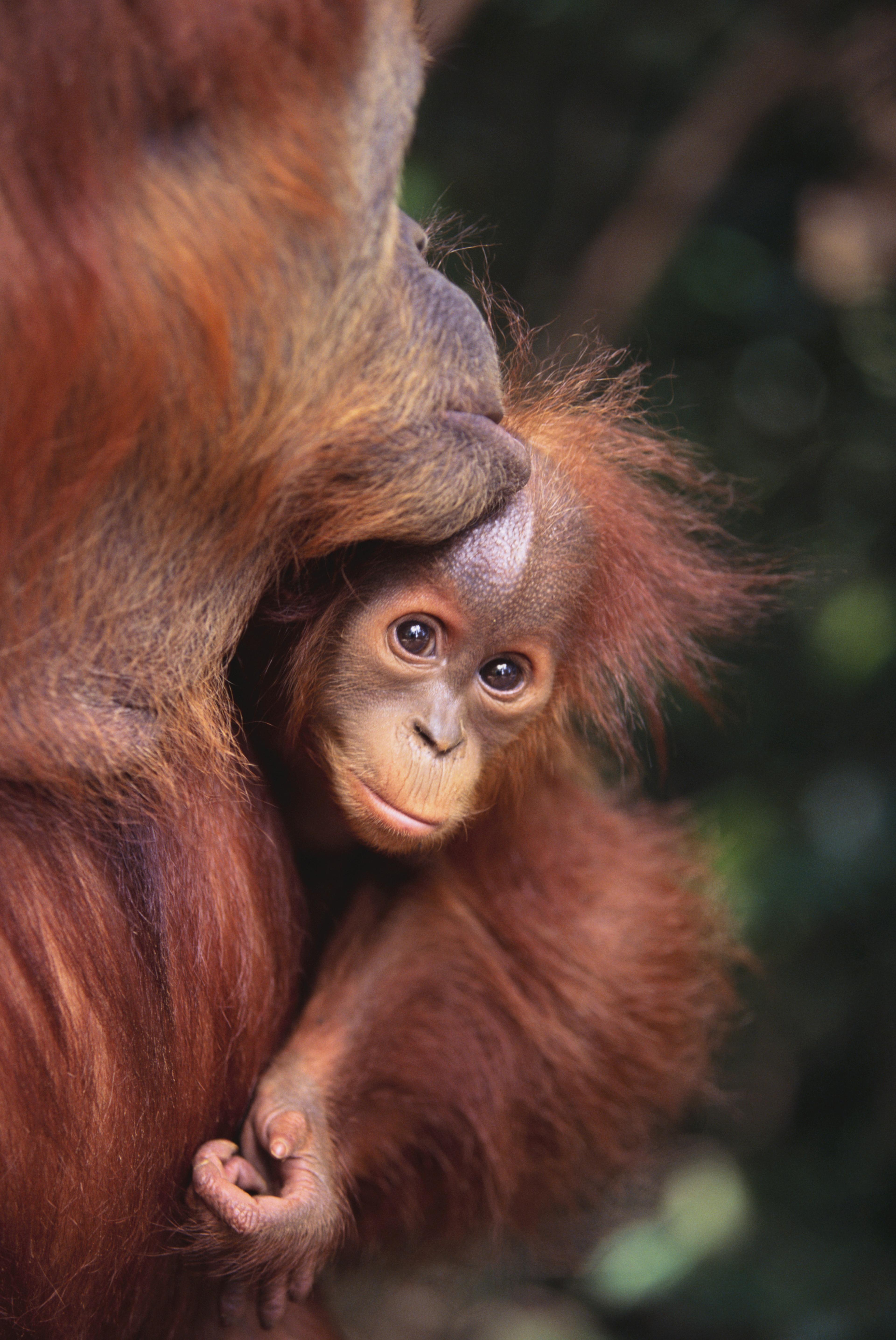 Orang-oetan met baby