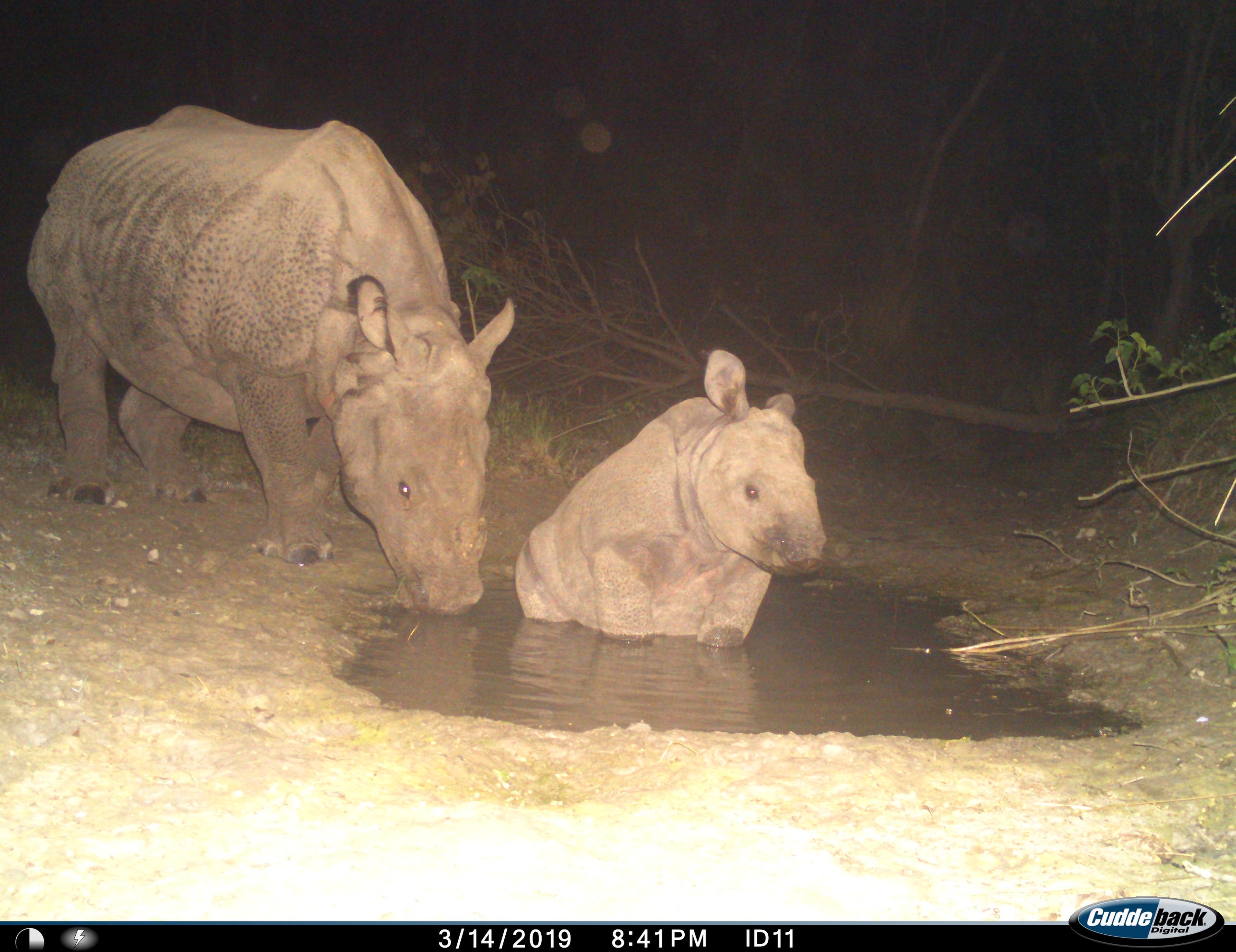Neushoorn met jong in en random waterplas