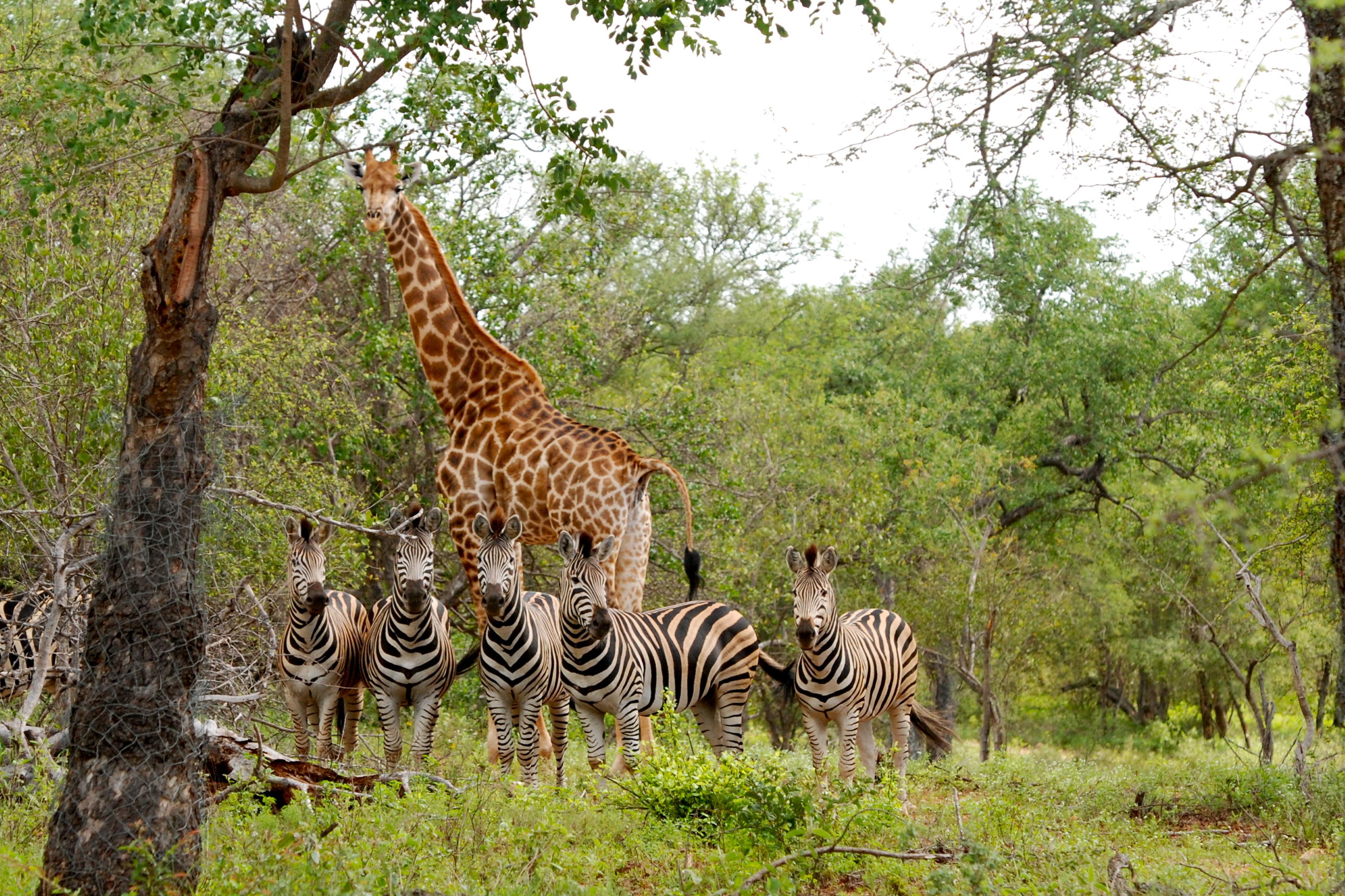 Zebra's eneen giraf, Kruger Nationaal Park, Afrika