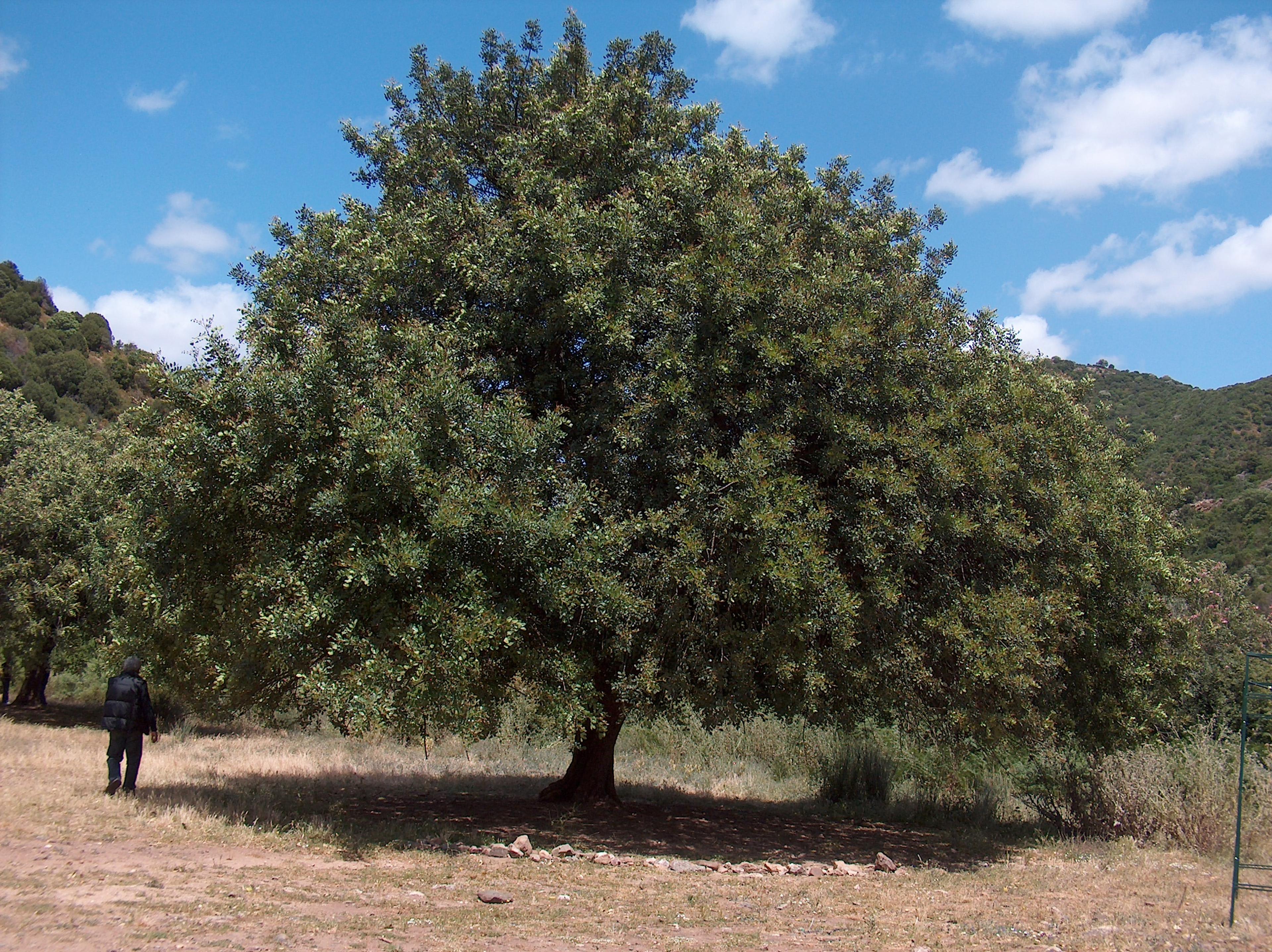 Een carob boom in Sicilië