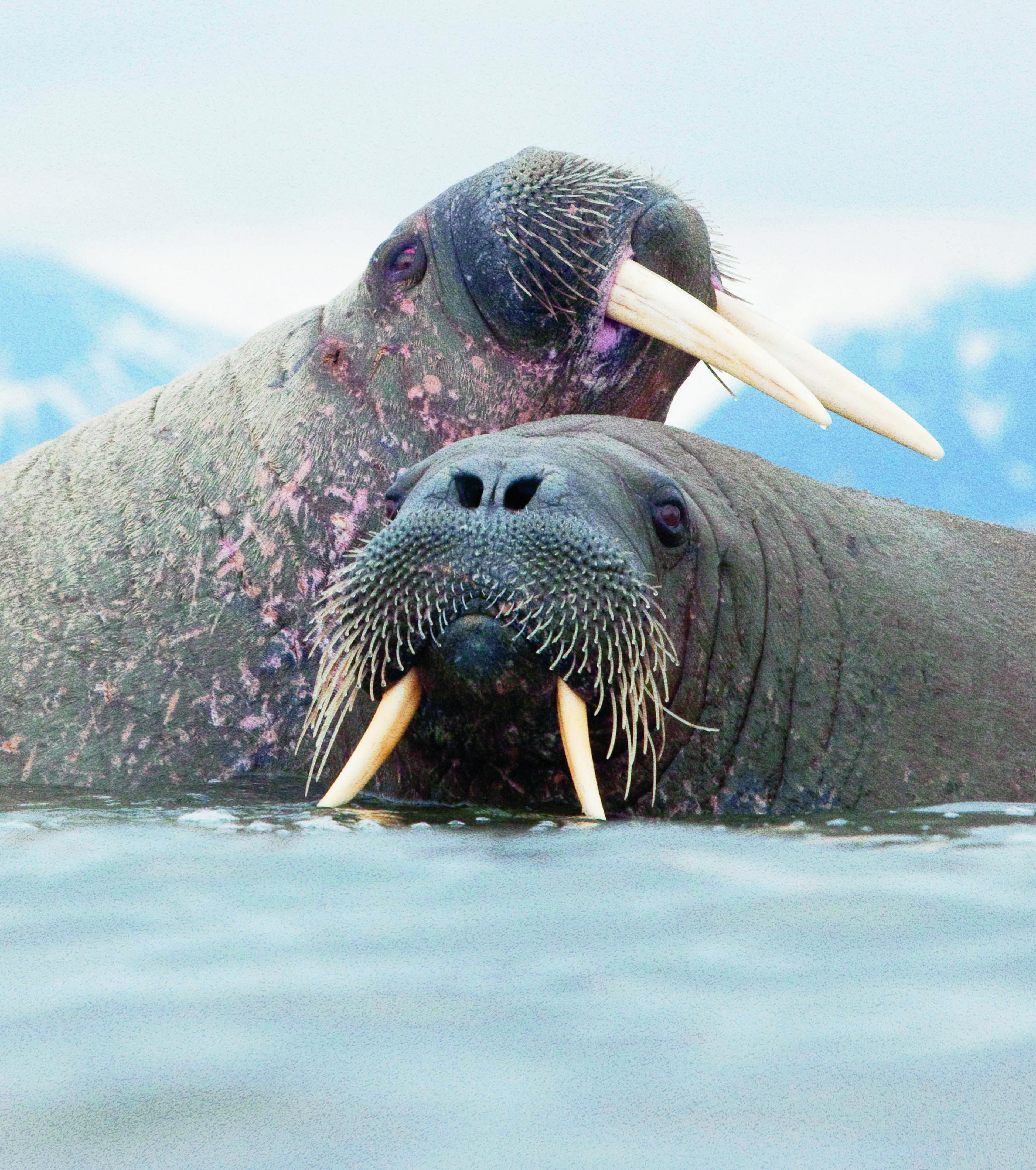 Twee walrussen liggen in het water, Spitsbergen