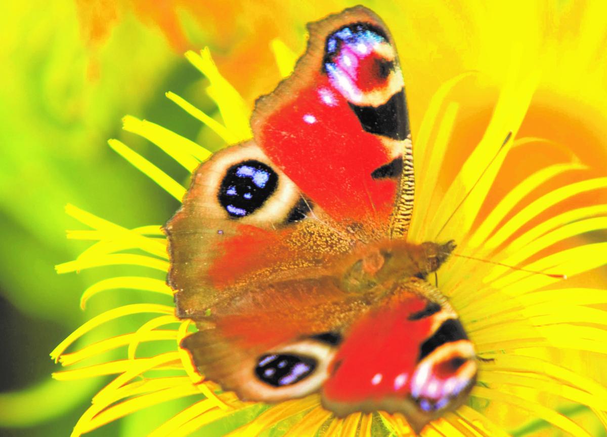 Vlinder op gele bloem