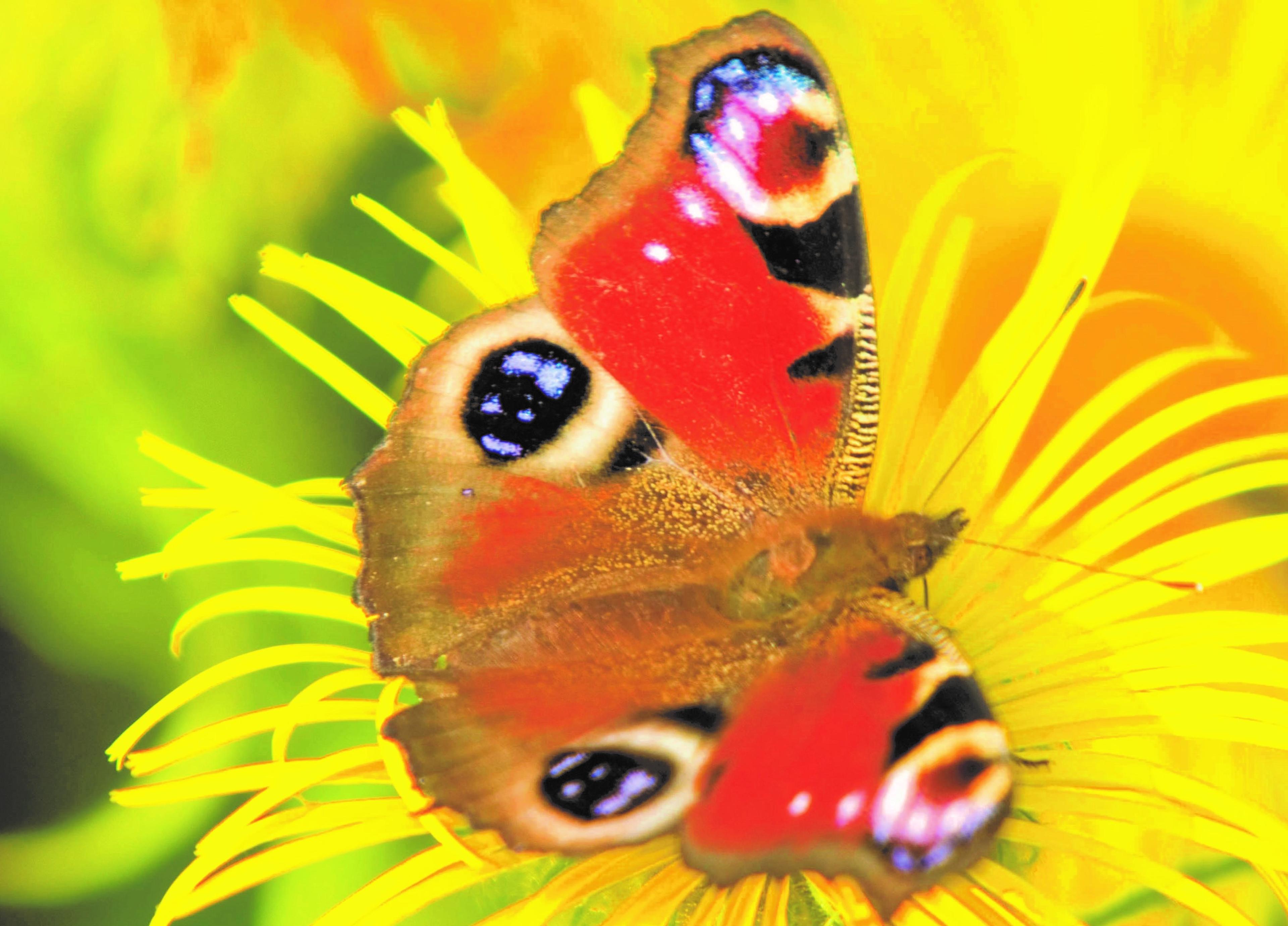 Vlinder op gele bloem