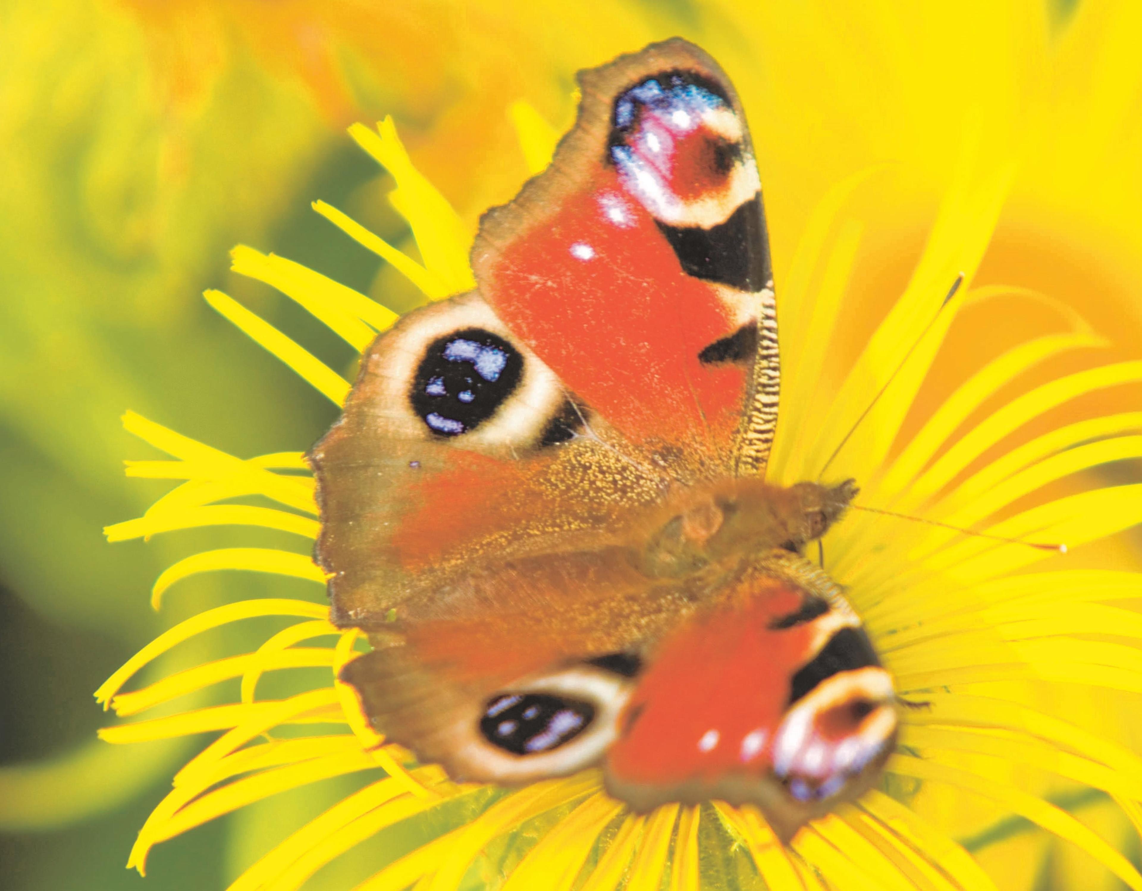 Vlinder op gele bloem