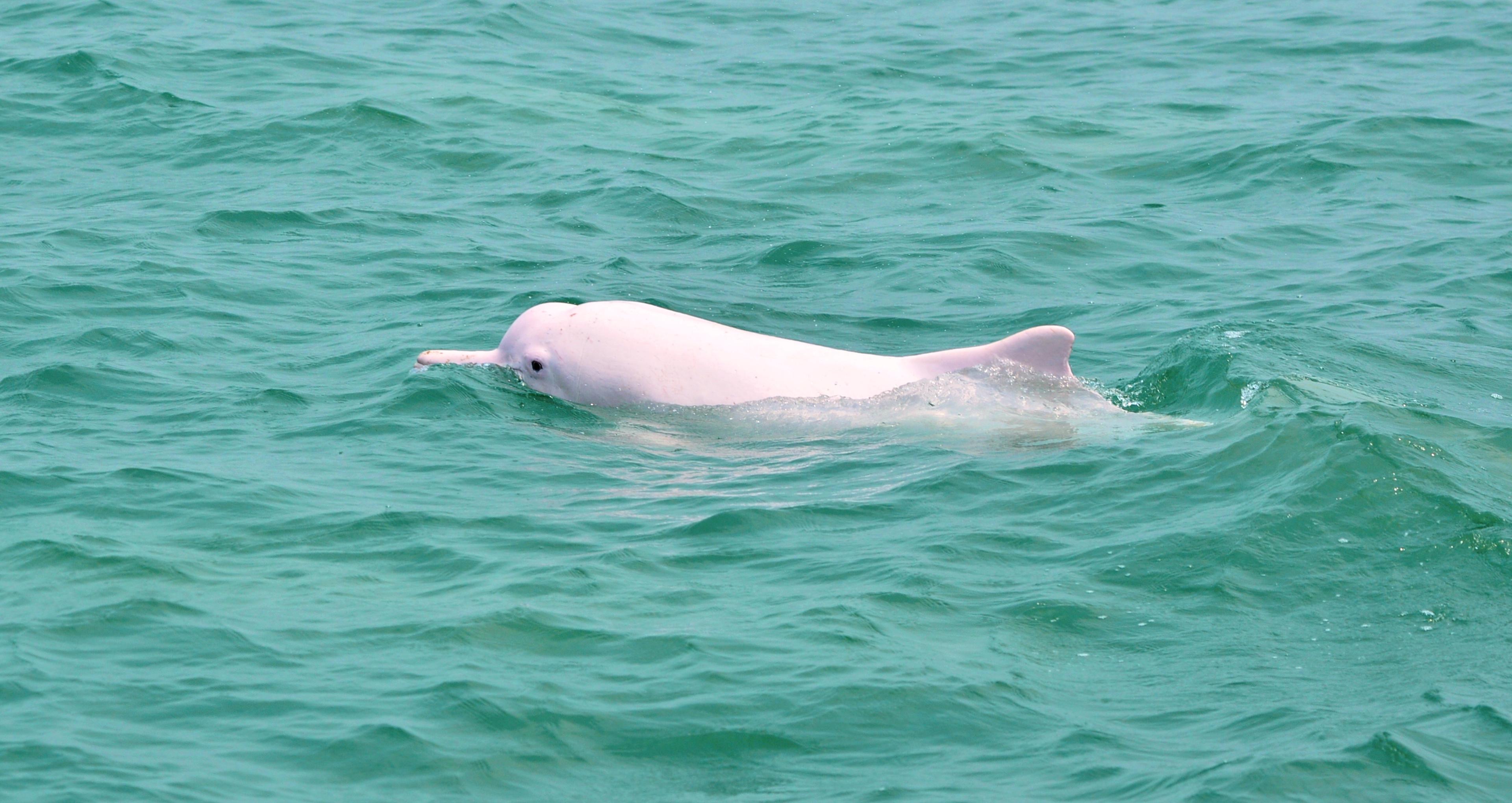 Chinese witte dolfijn, roze in Hong Kong