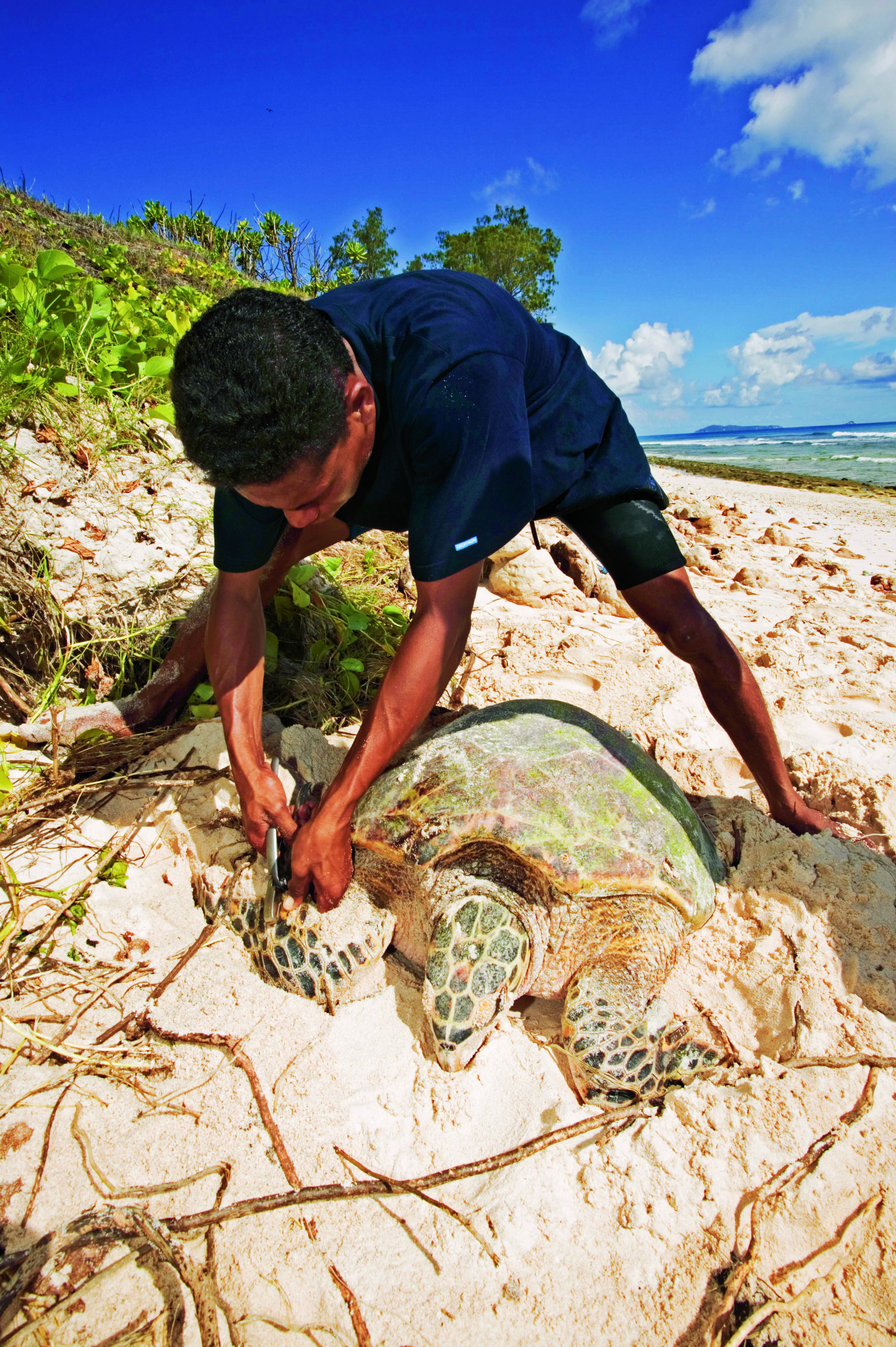 Schildpad, karetschildpad wordt onderzocht, Seychellen