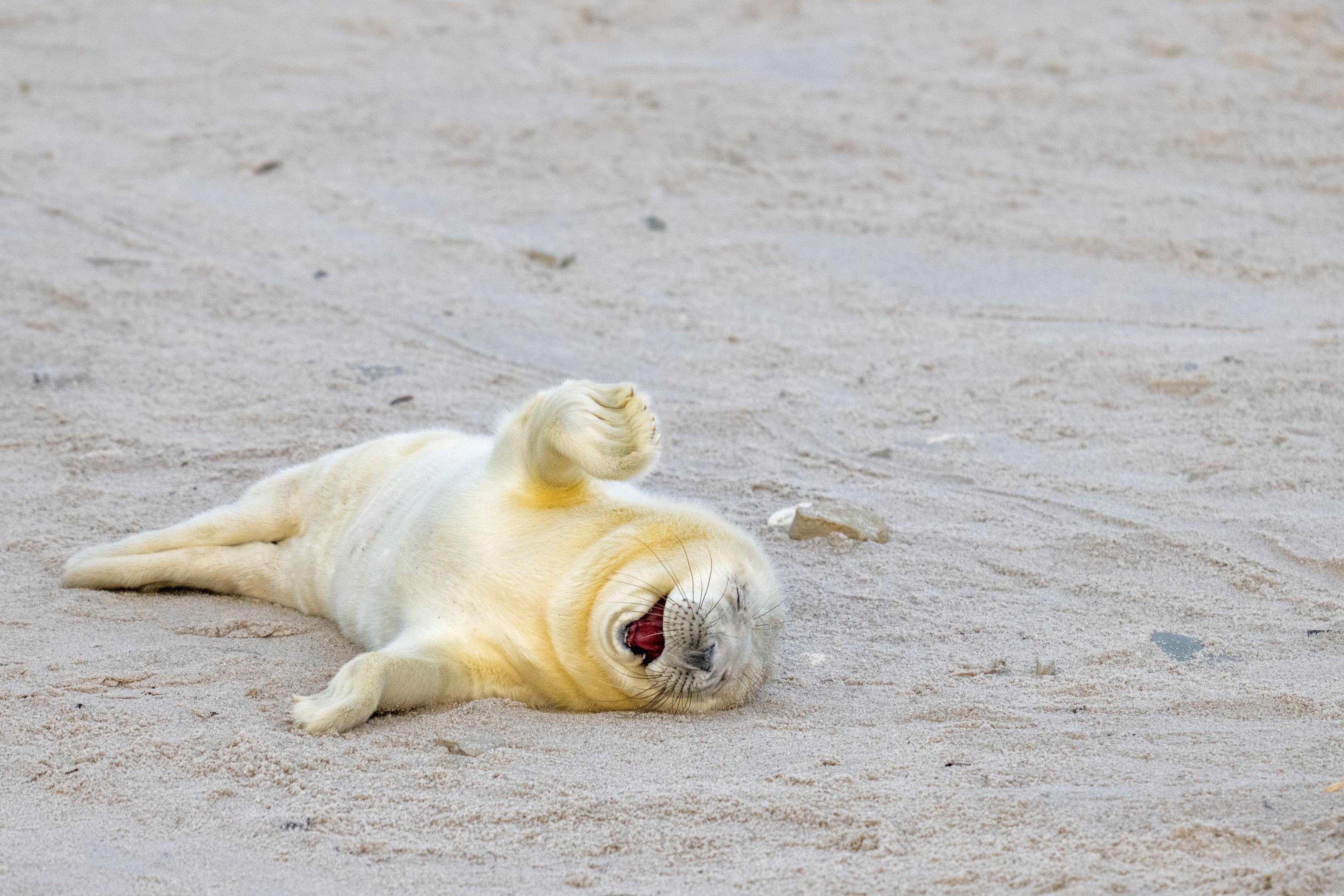 Lachen om natuurfoto's