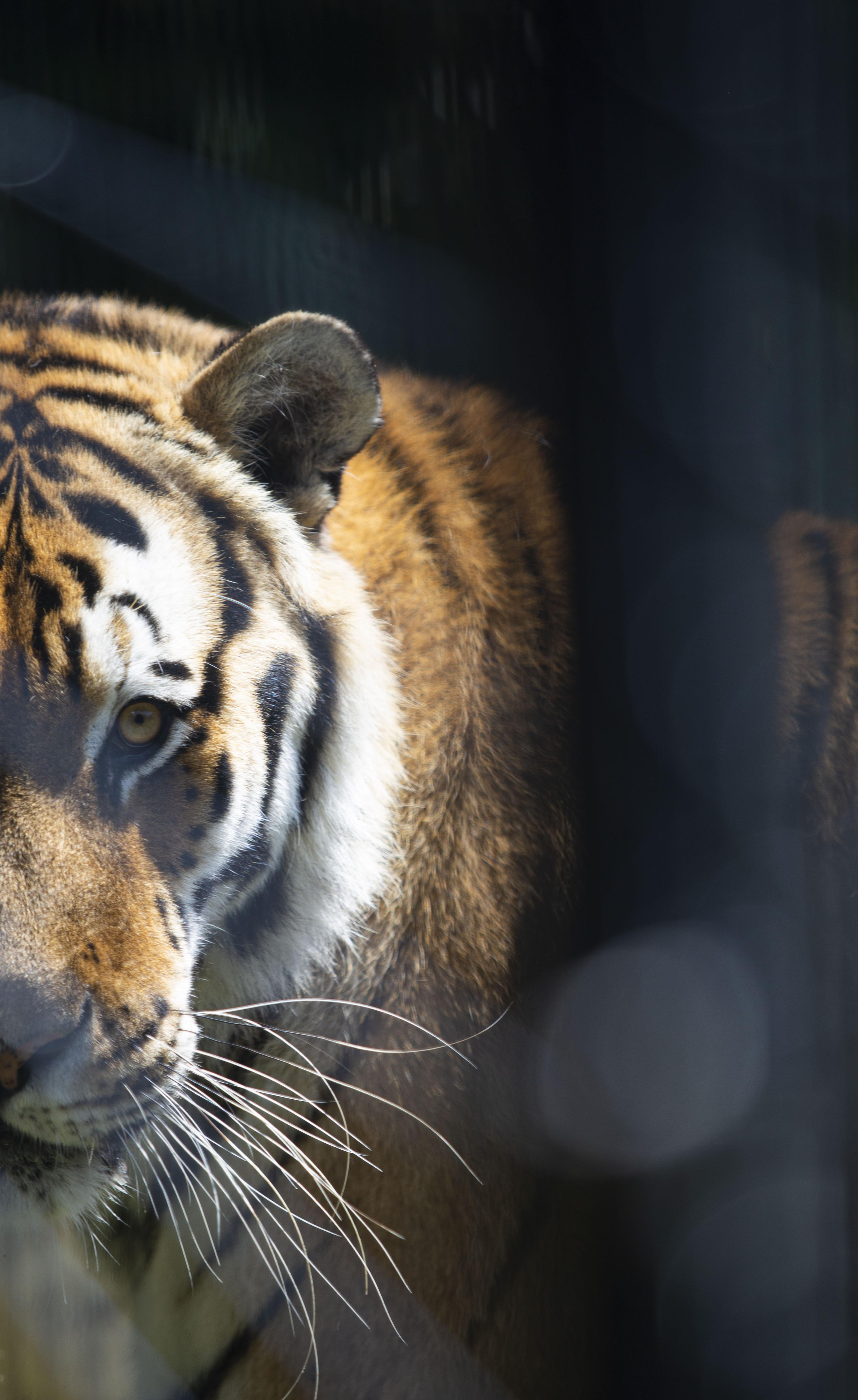 Tijger bij Stichting Leeuw