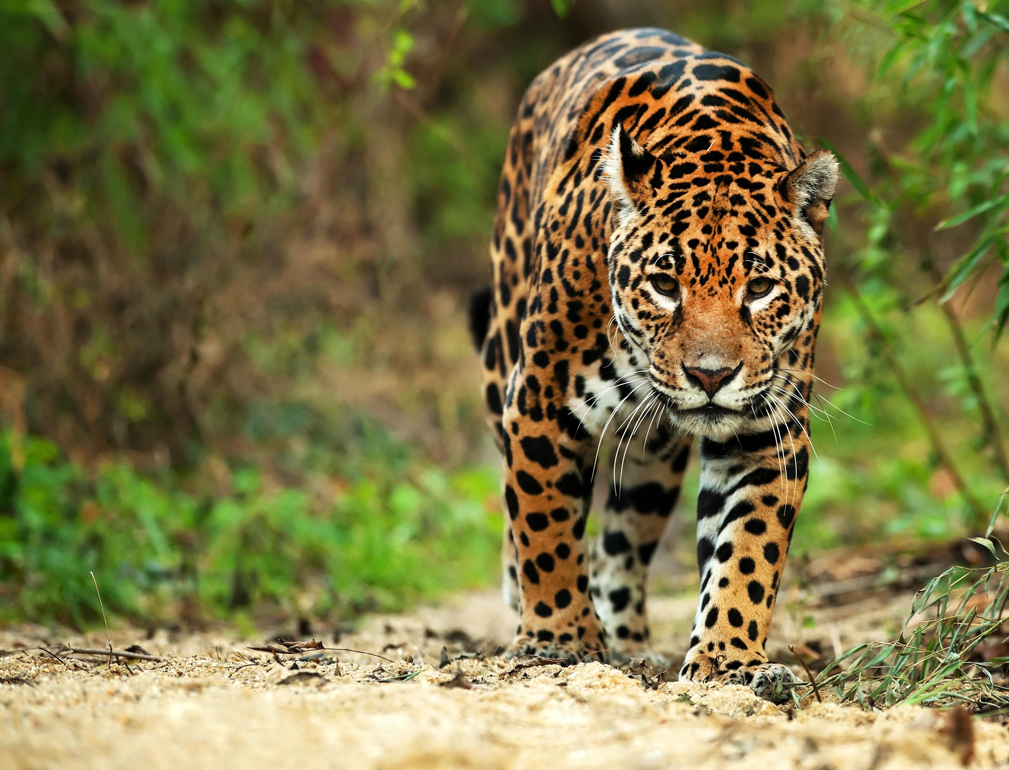 Jaguar sluipt langs groen