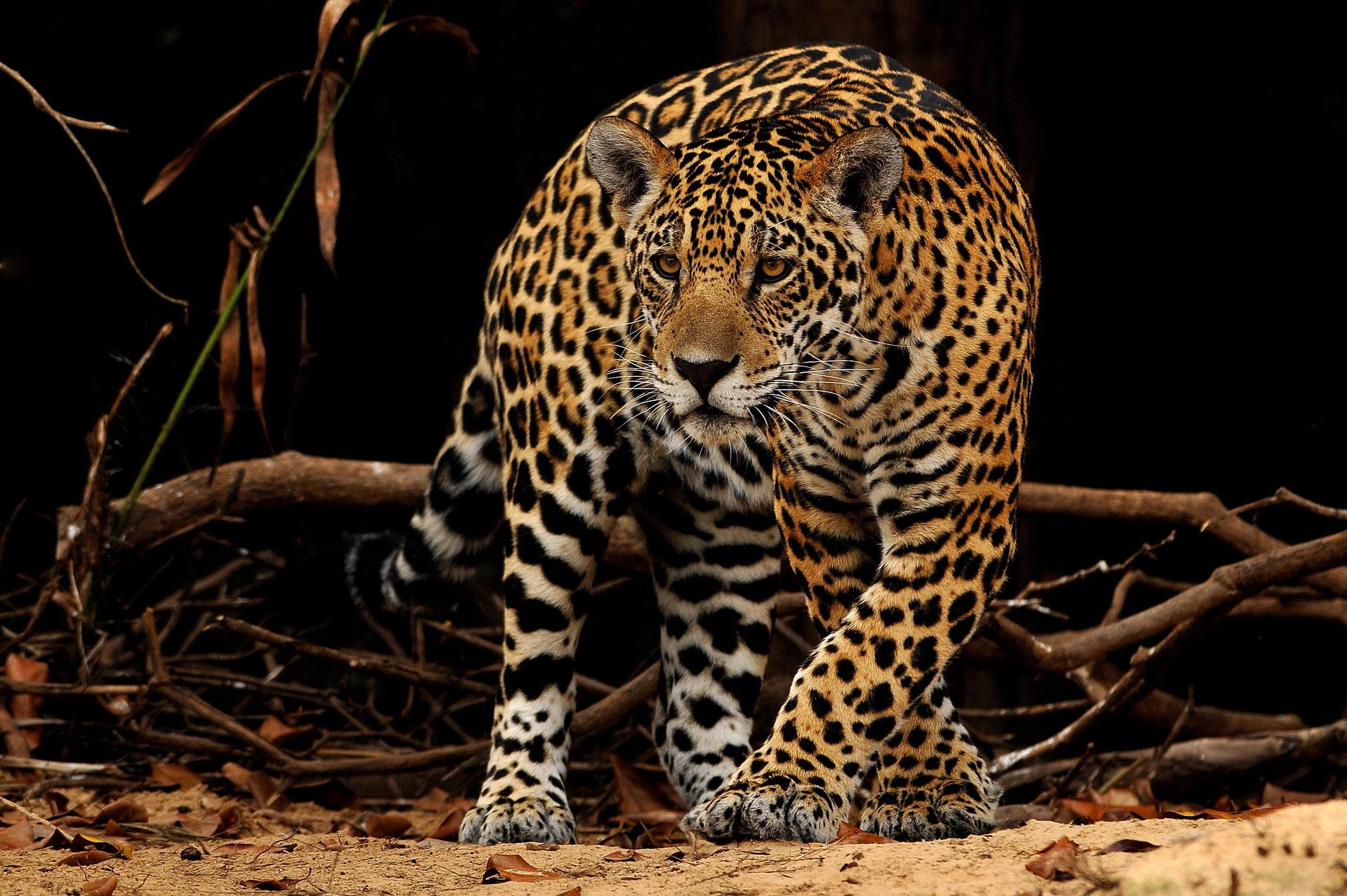 Vooraanzicht Jaguar